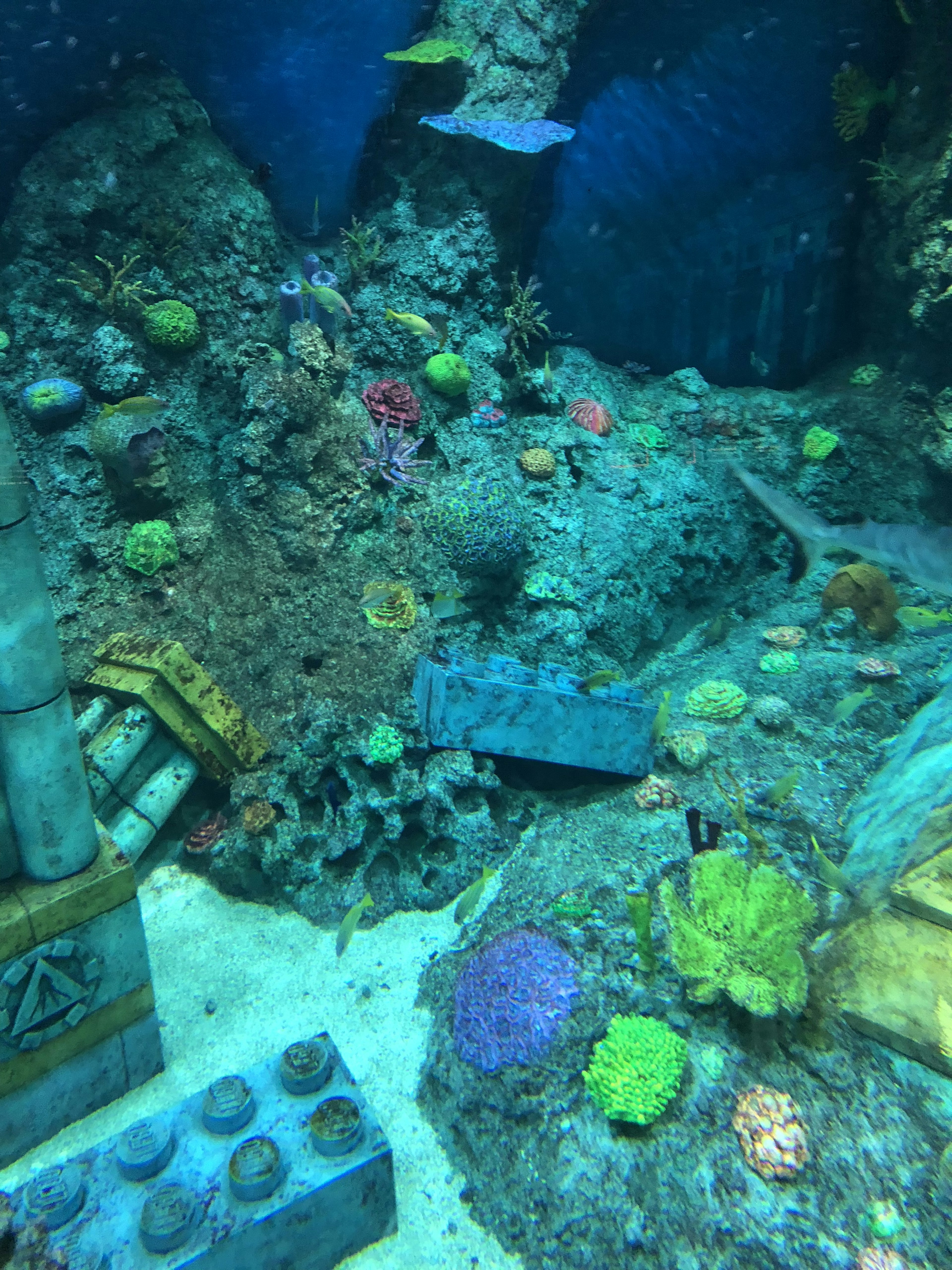 水中のサンゴとカラフルな海洋生物が見える水槽の風景