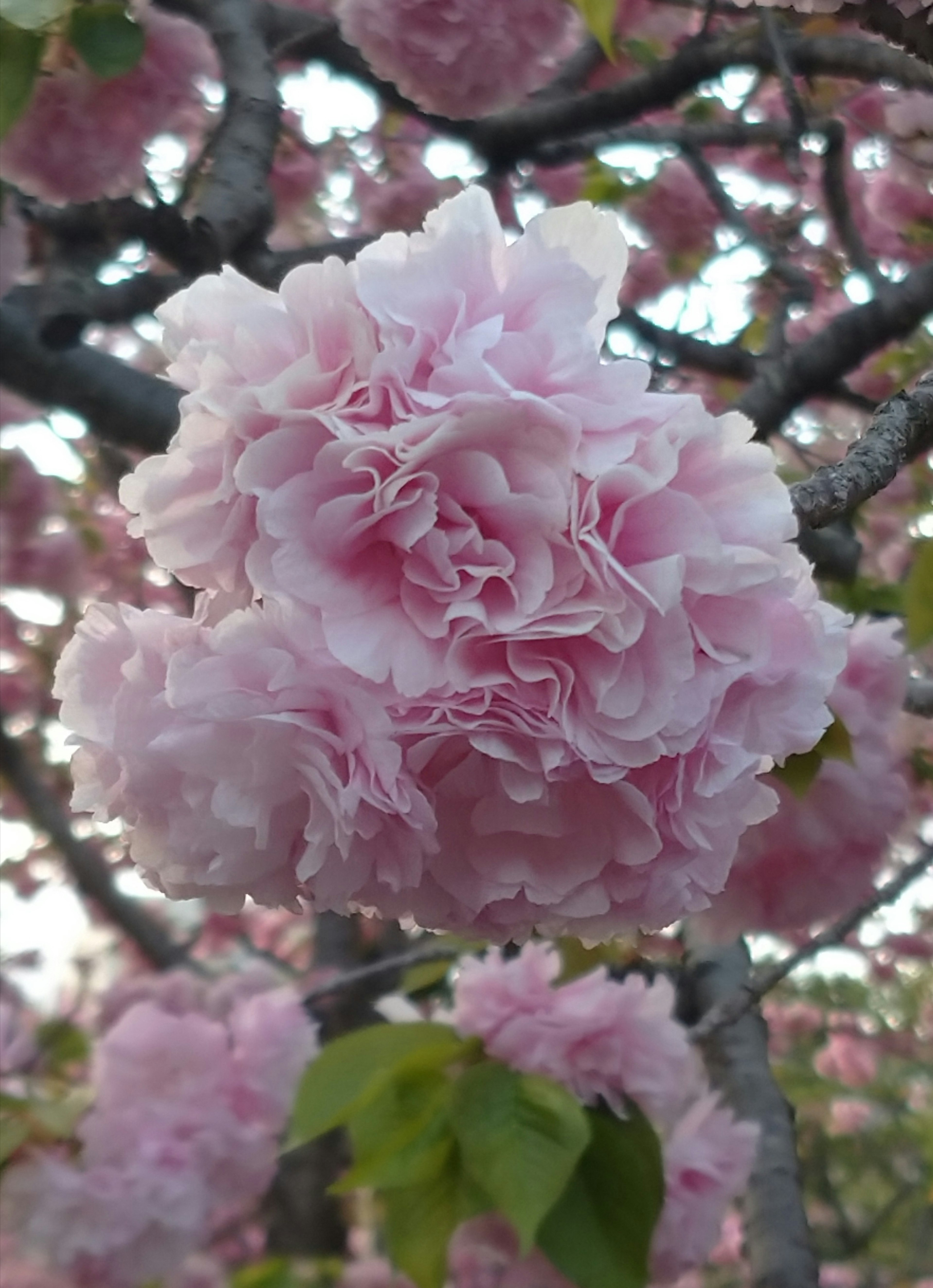 盛开的樱花特写，层叠的粉色花瓣