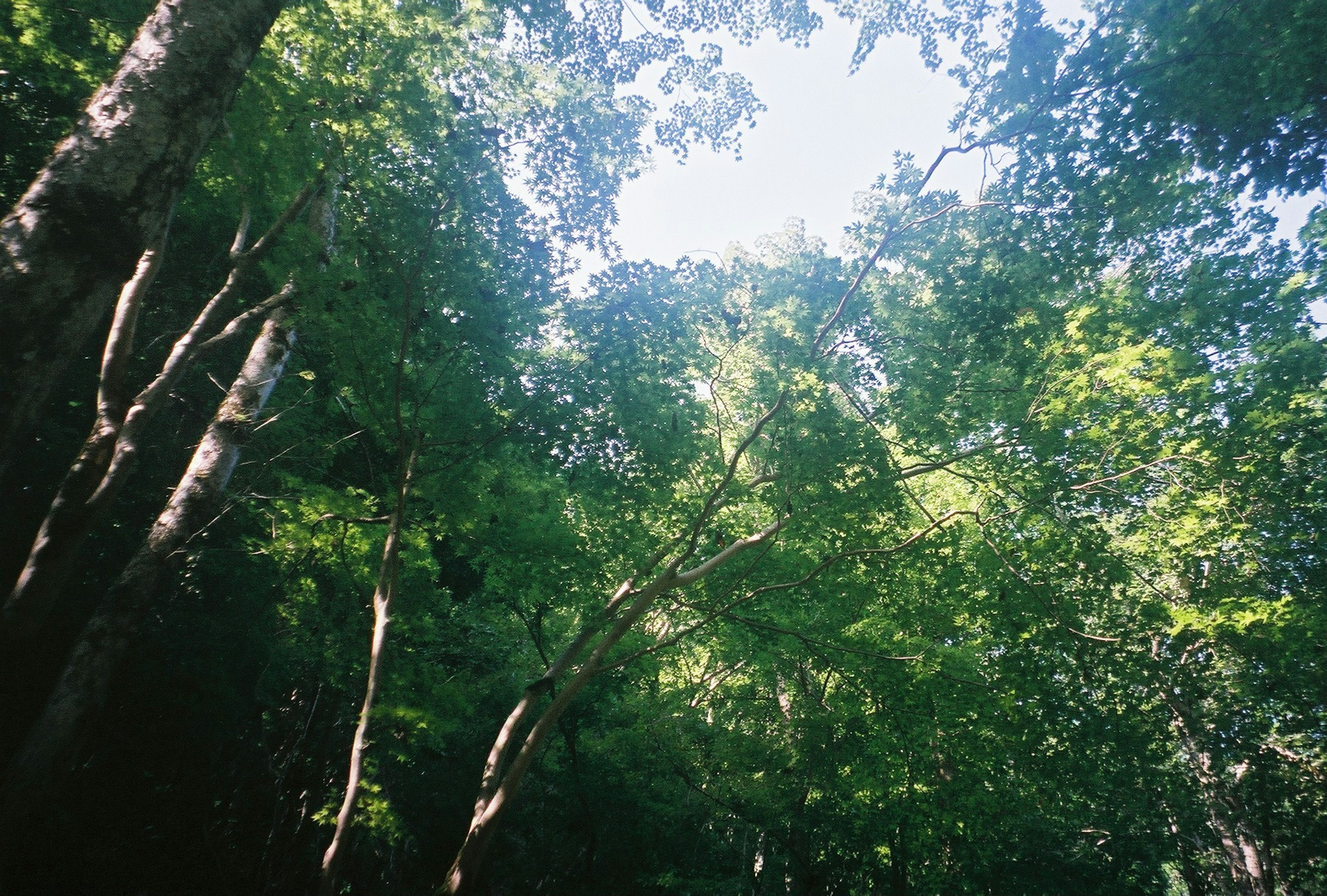 View of a forest canopy with lush green trees