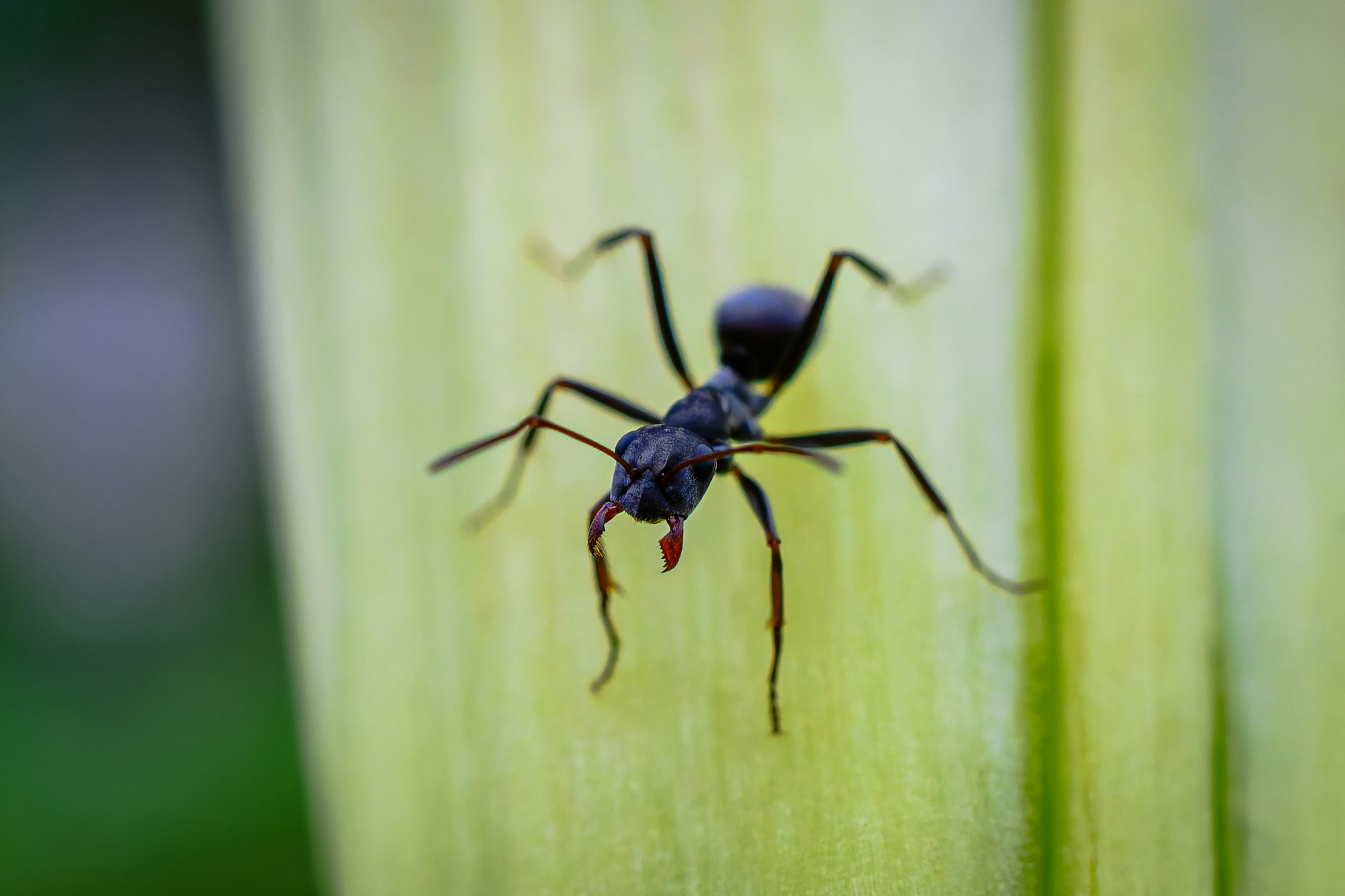 Close-up of a black ant on a green leaf