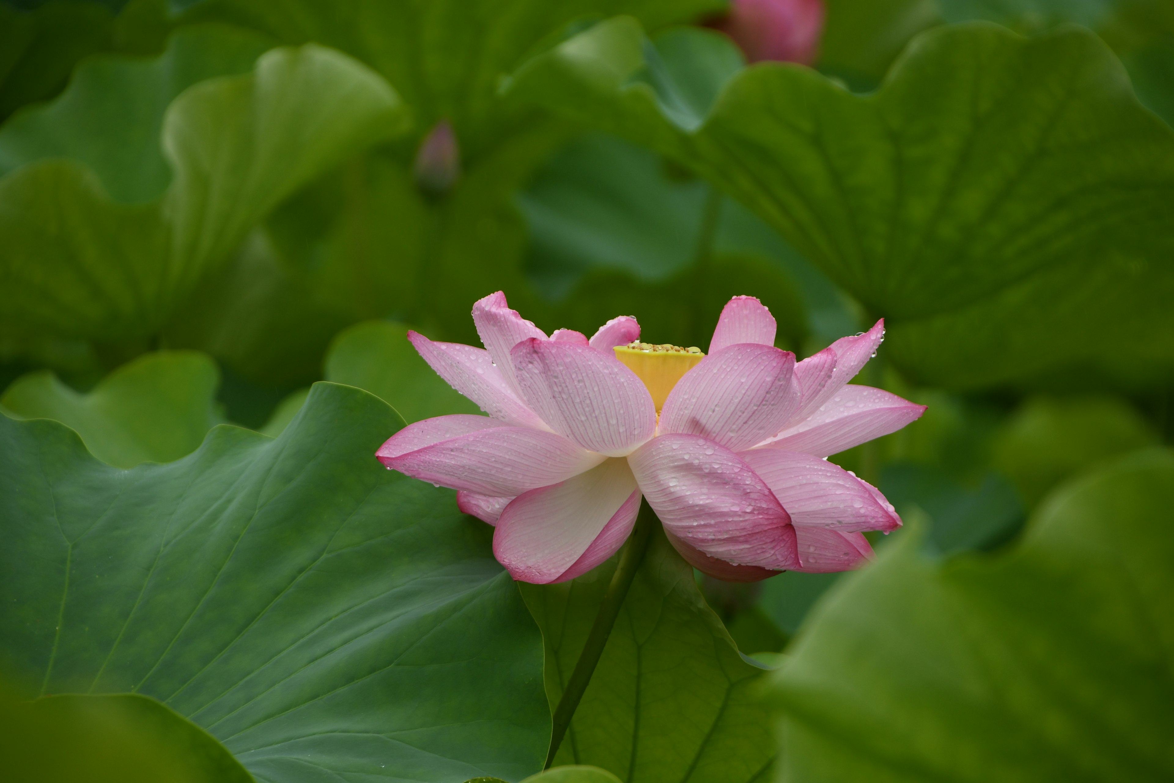 美しいピンク色のハスの花と緑の葉