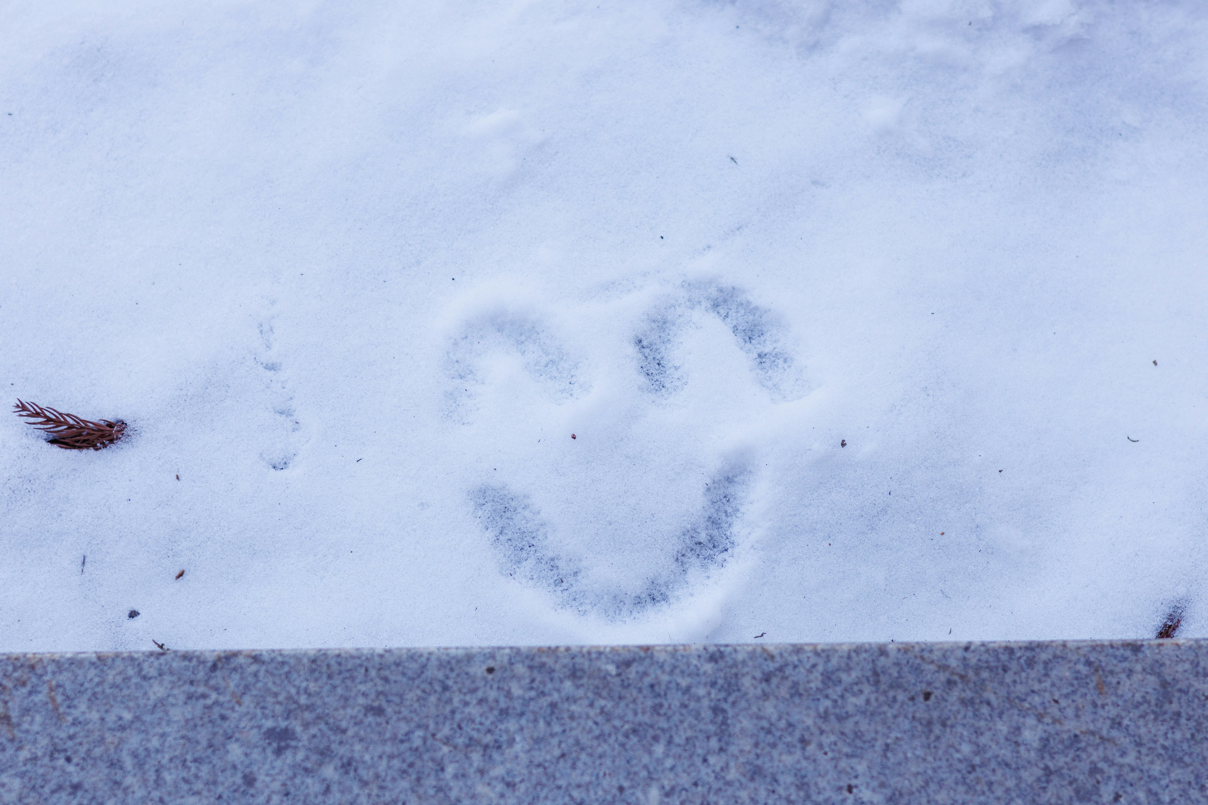 Impronta di un volto sorridente sulla neve