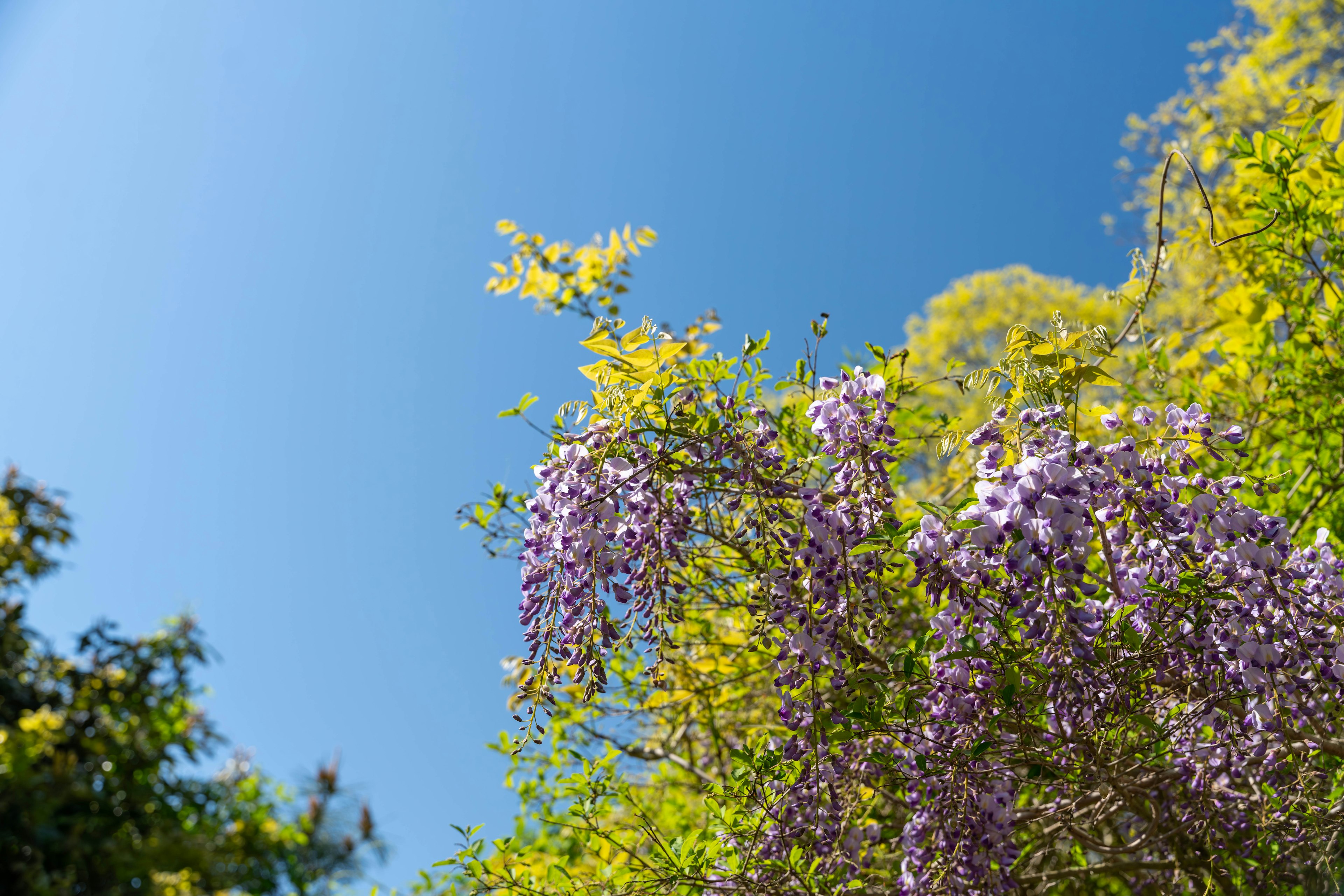 青空の下に咲く紫色のフジの花と緑の葉