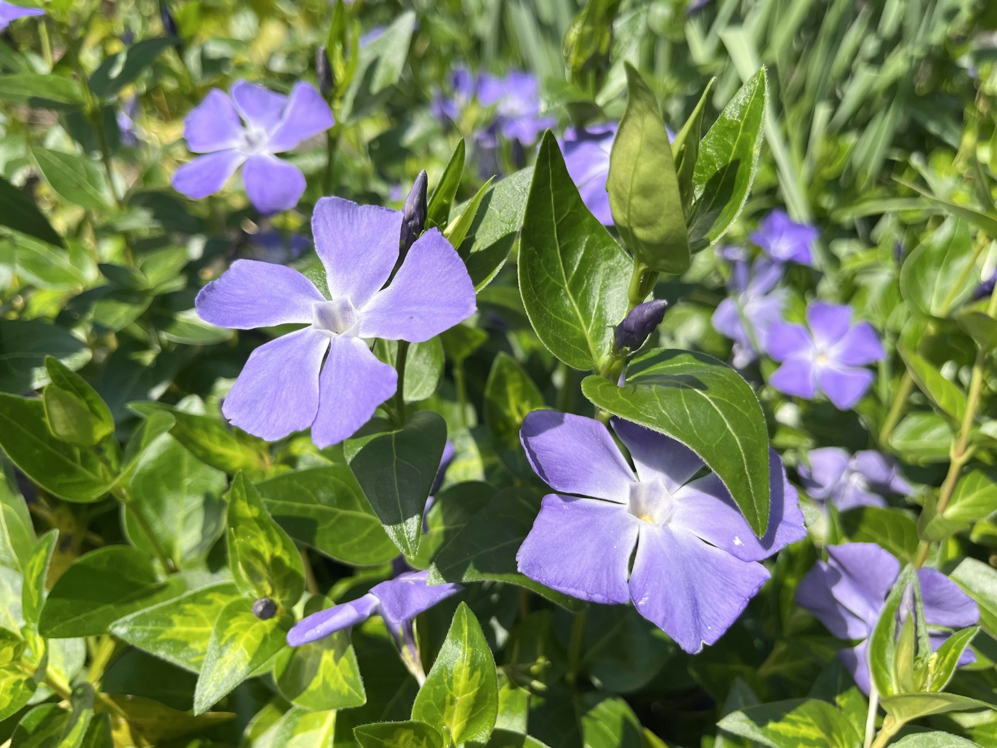 Lila Blumen mit grünen Blättern in einem Garten