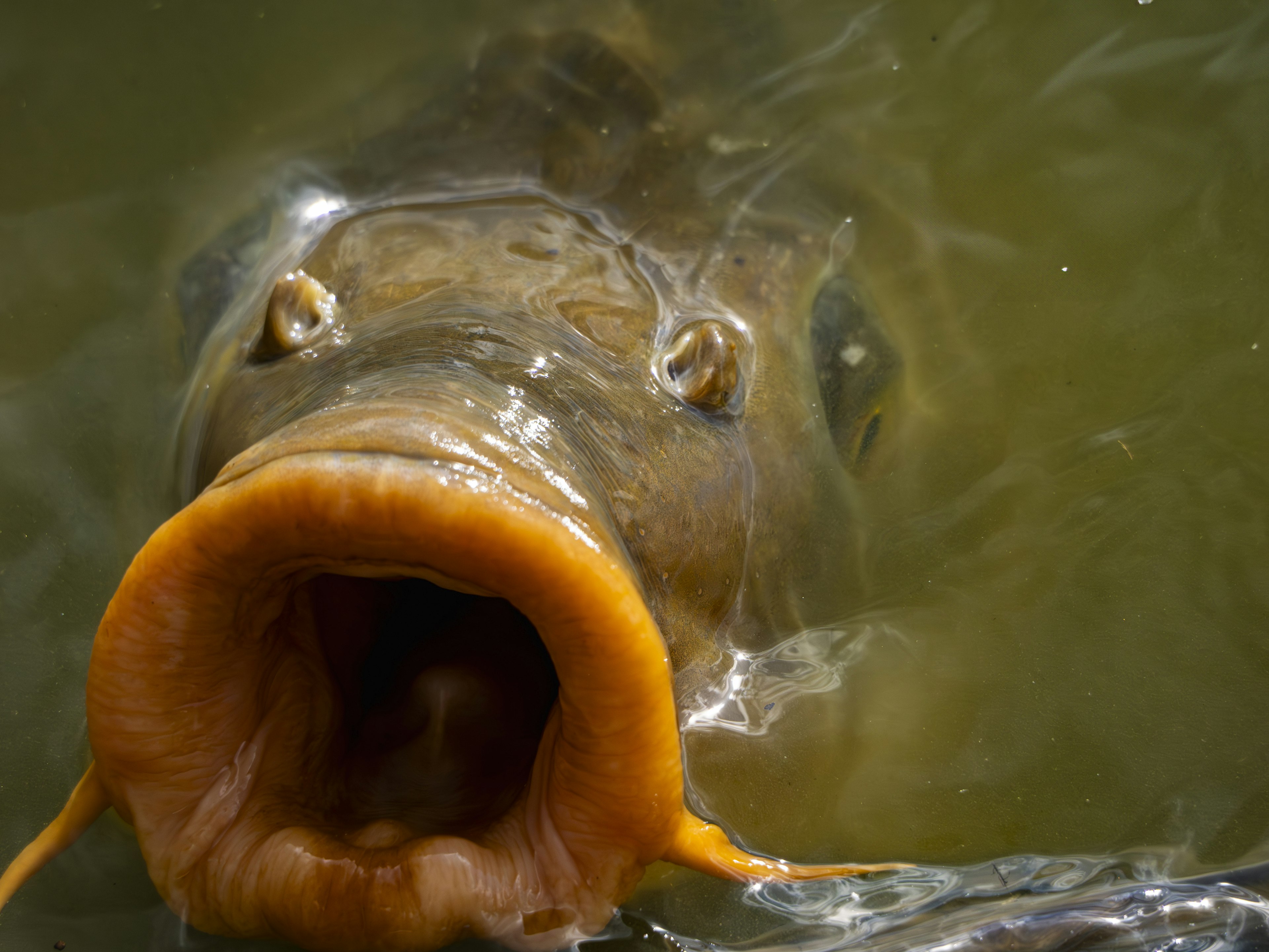 水中にいる魚の顔が大きく写っている 魚の口が開いている