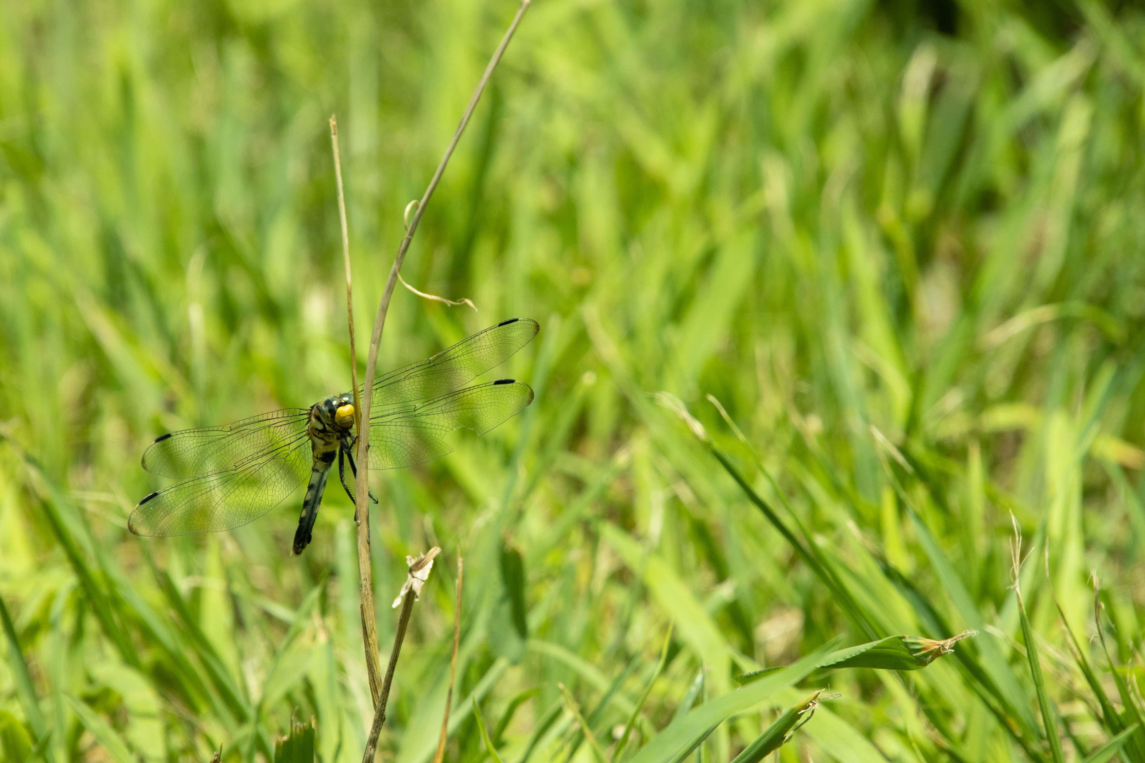 Nahaufnahme eines kleinen Insekts auf grünem Gras