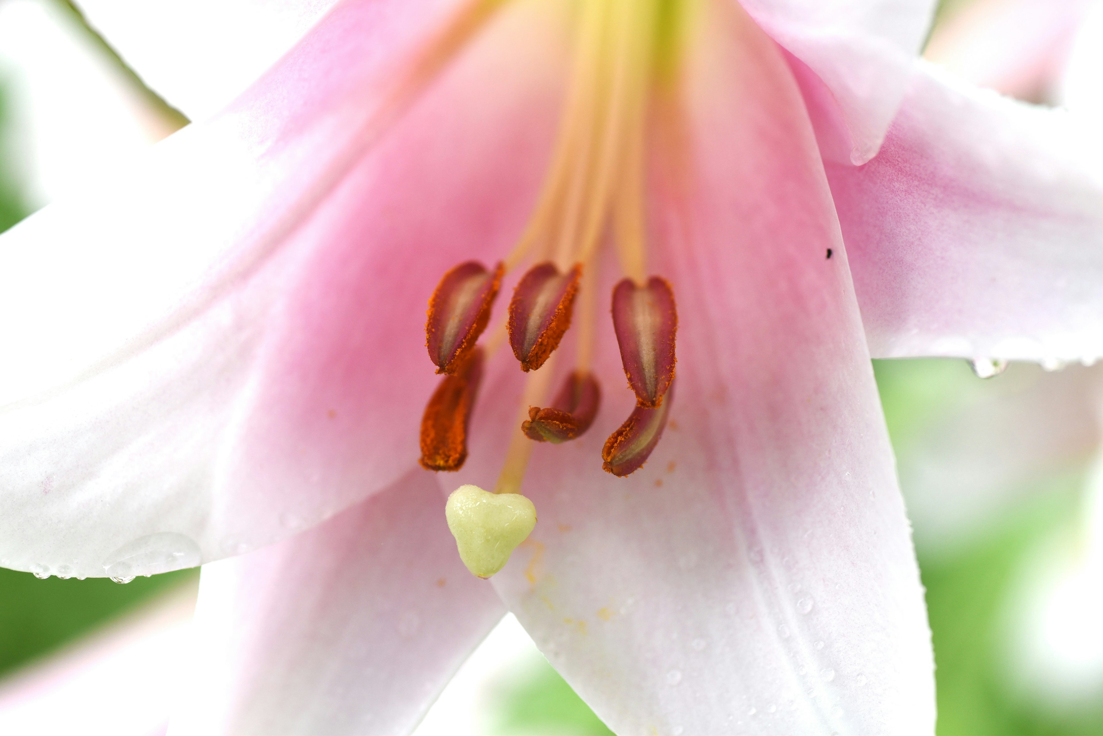 Close-up of a pink lily flower showing pollen and stigma