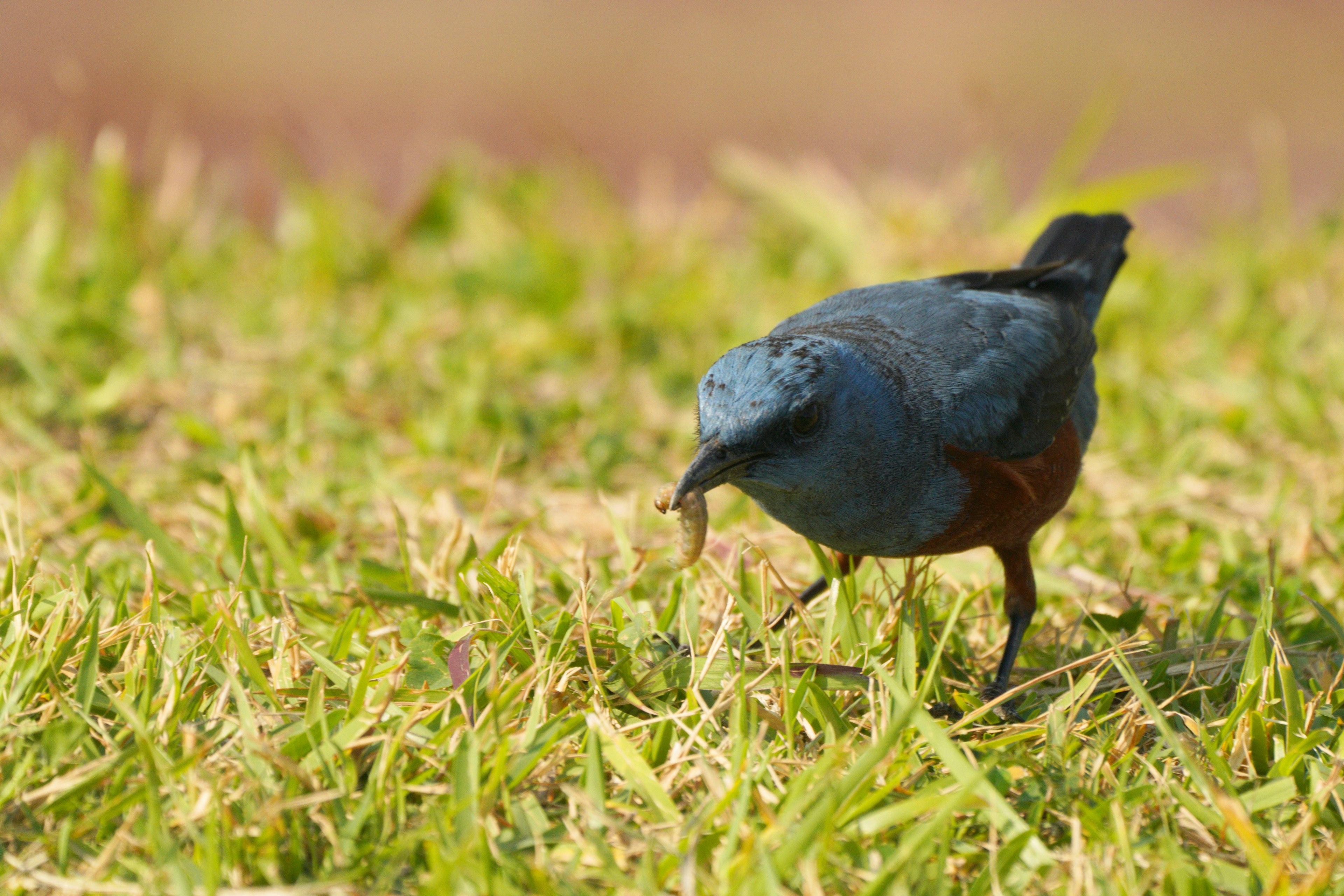 A blue bird foraging for insects on the grass