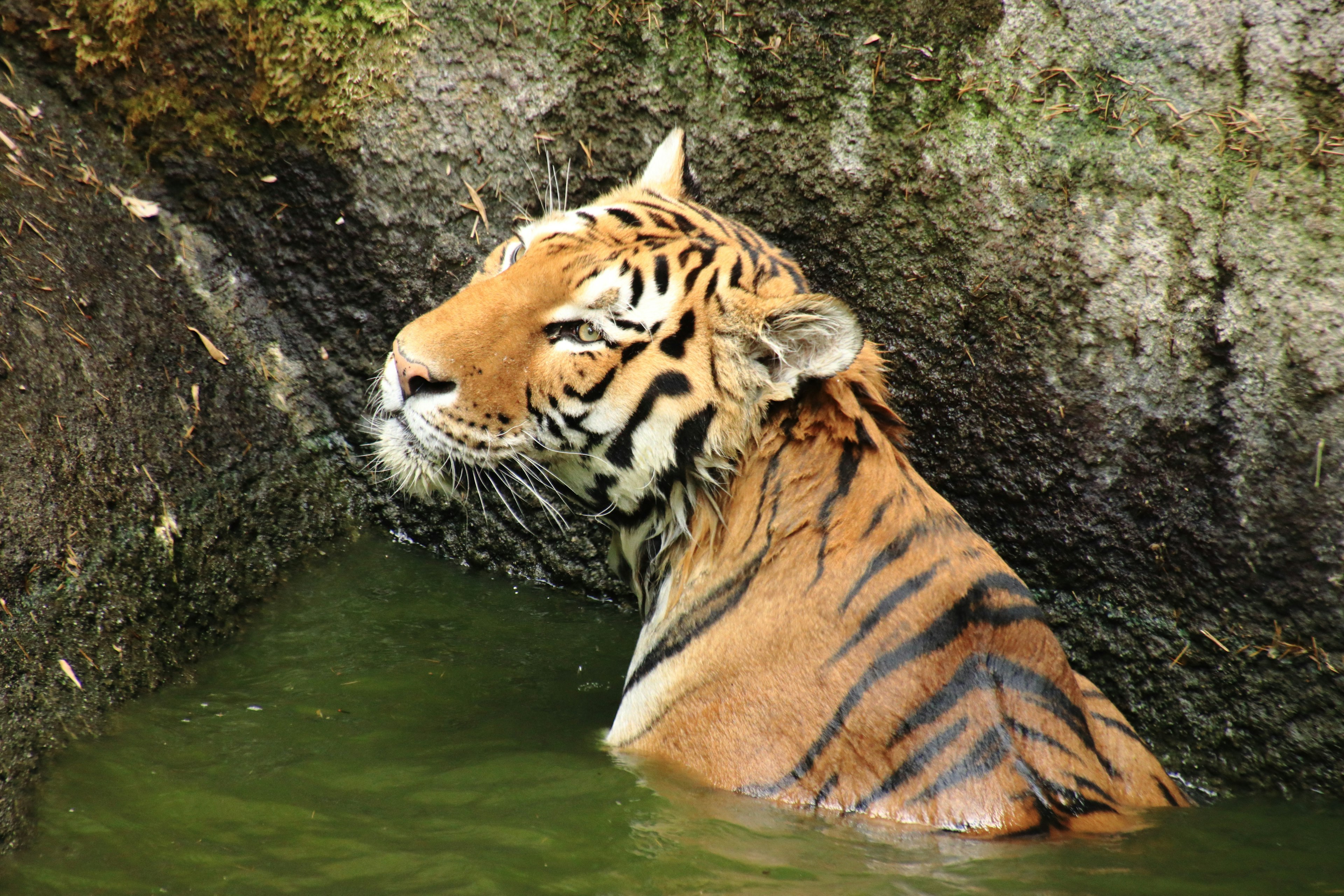 Perfil lateral de un tigre en el agua