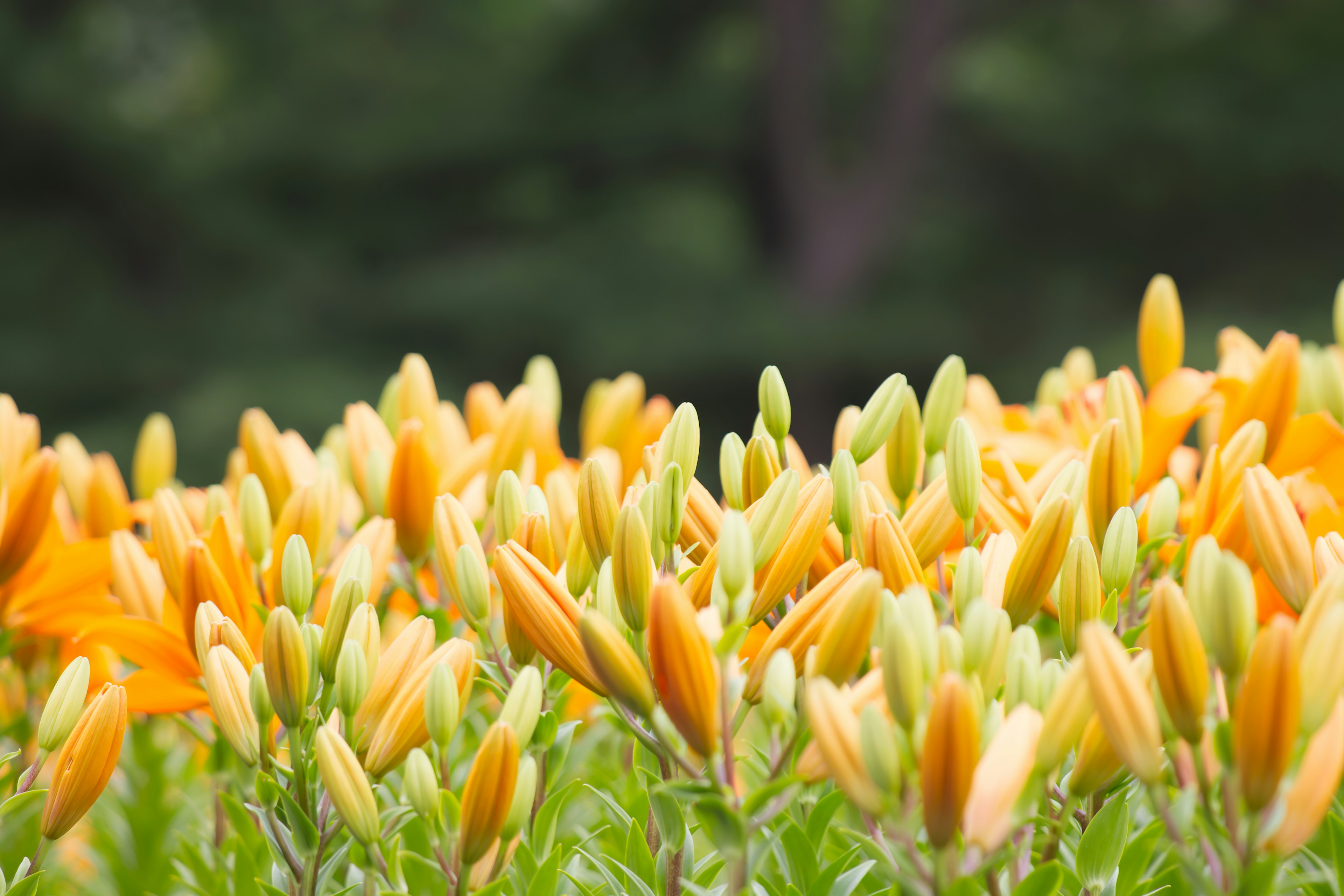 オレンジ色の蕾が咲く前の花畑のクローズアップ