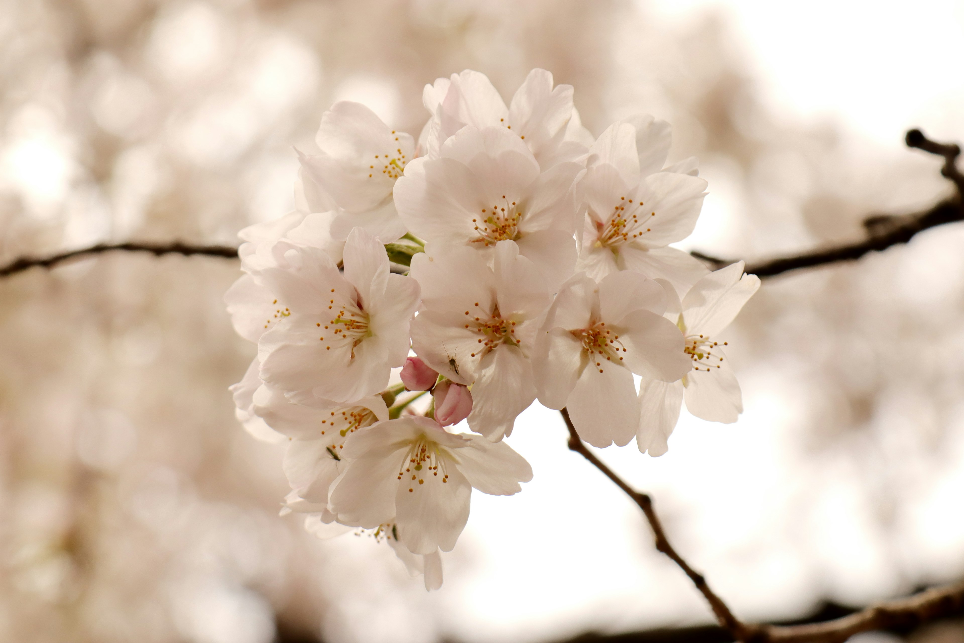 Acercamiento de flores de cerezo en una rama