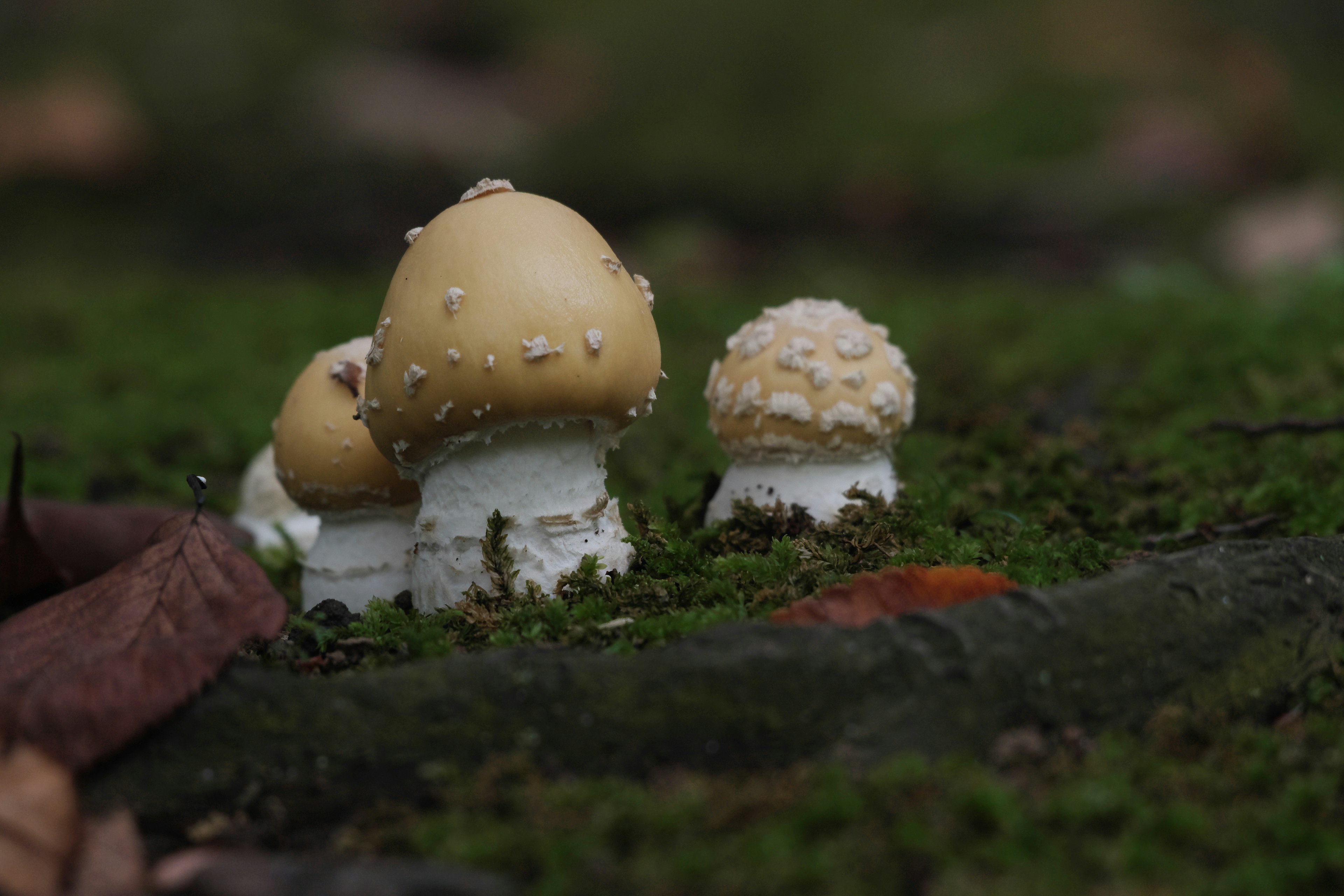 Cluster of yellow mushrooms growing on green moss