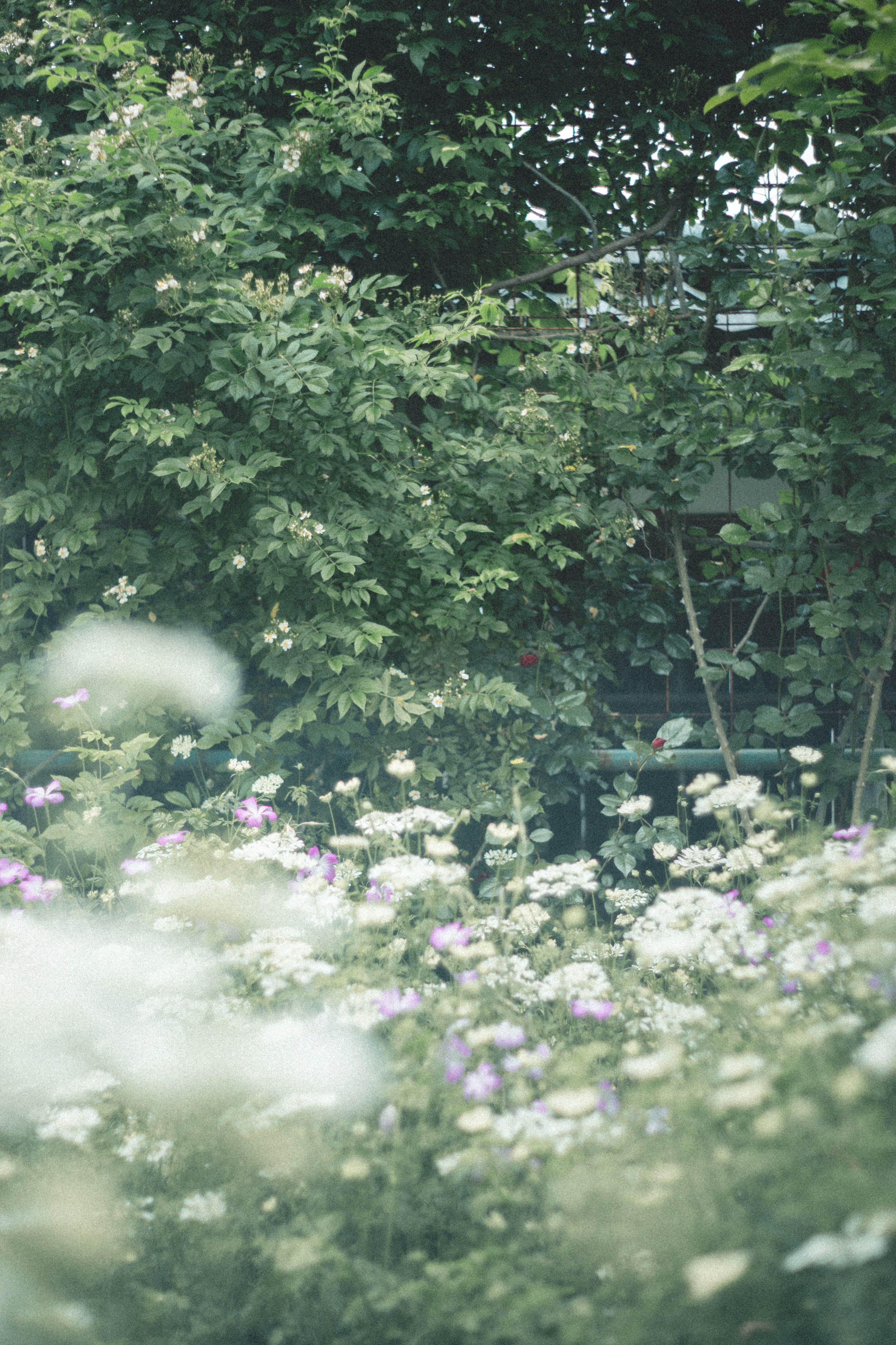 Un paisaje con flores blancas y moradas contra un fondo verde exuberante