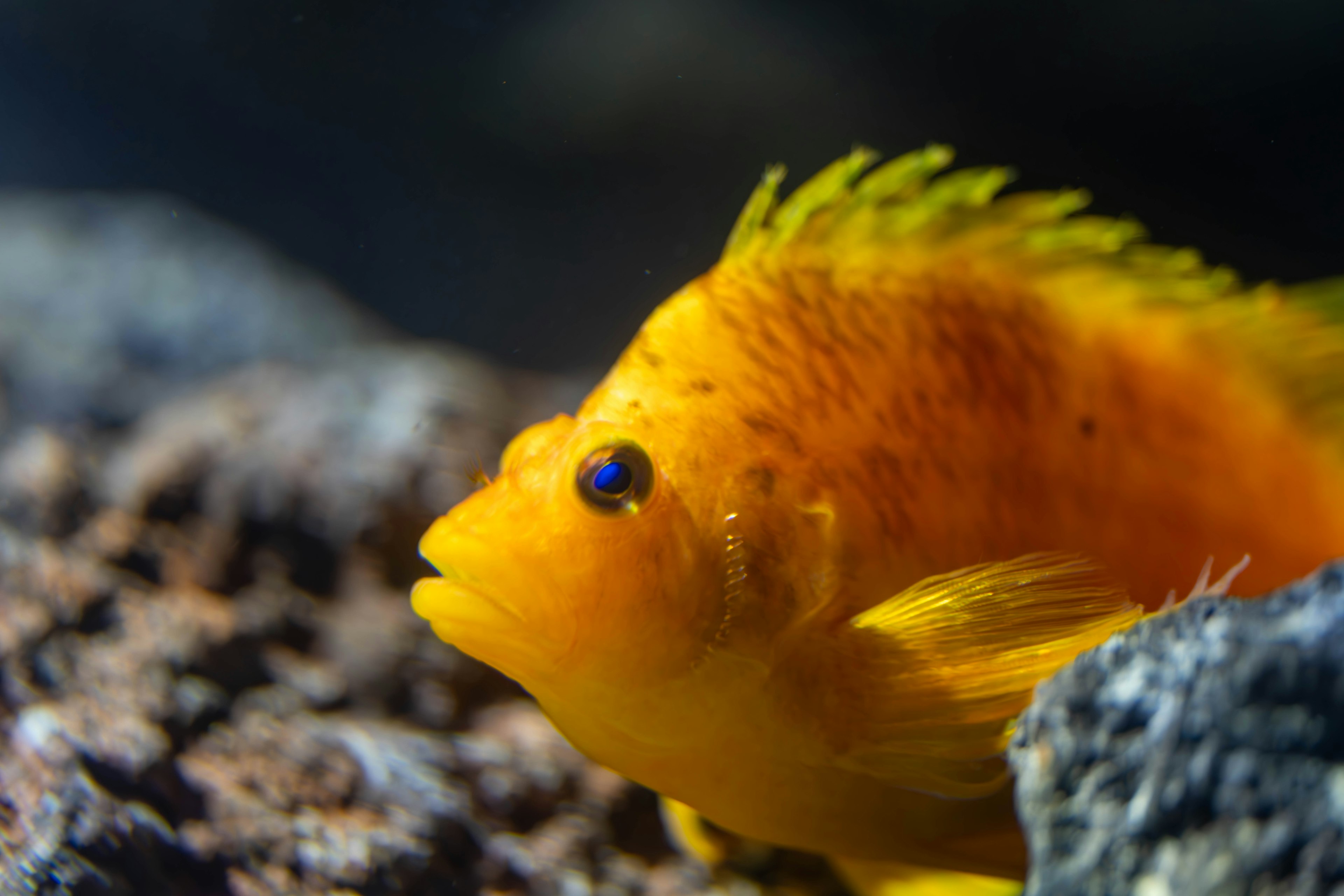 Pesce giallo brillante nascosto tra le rocce