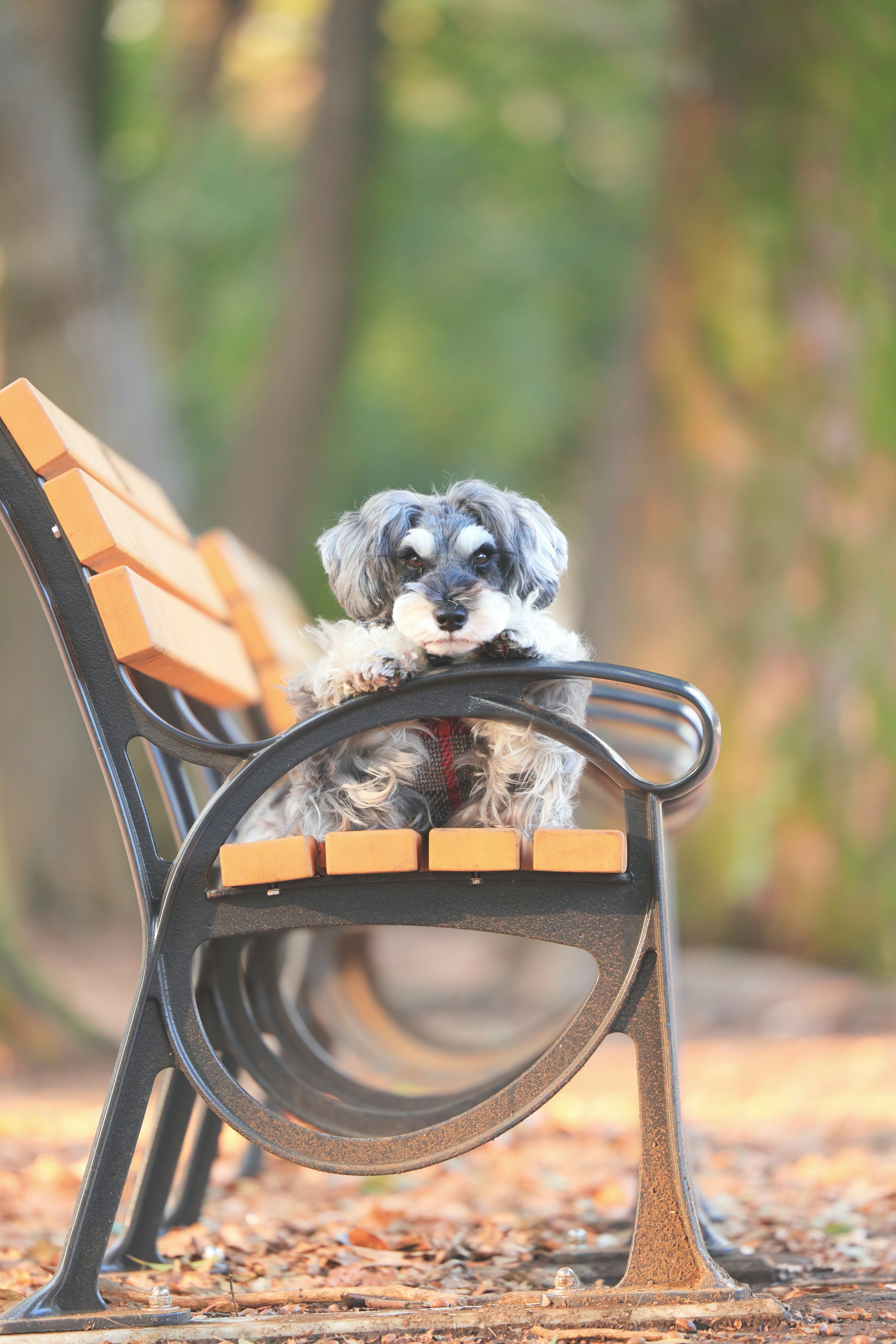 Un cane che riposa su una panchina nel parco con uno sfondo sereno