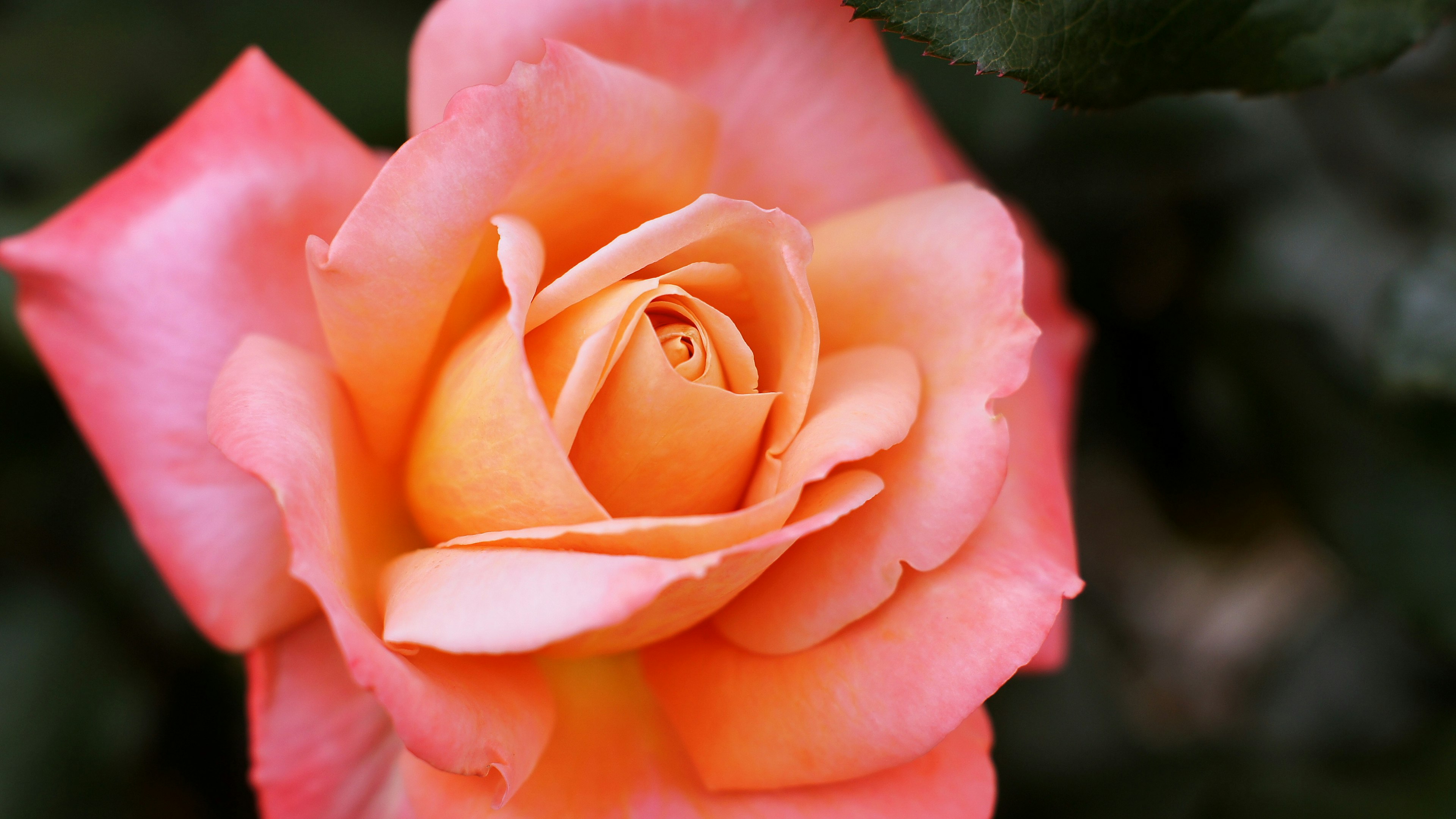 Primo piano di una bella rosa arancione e rosa