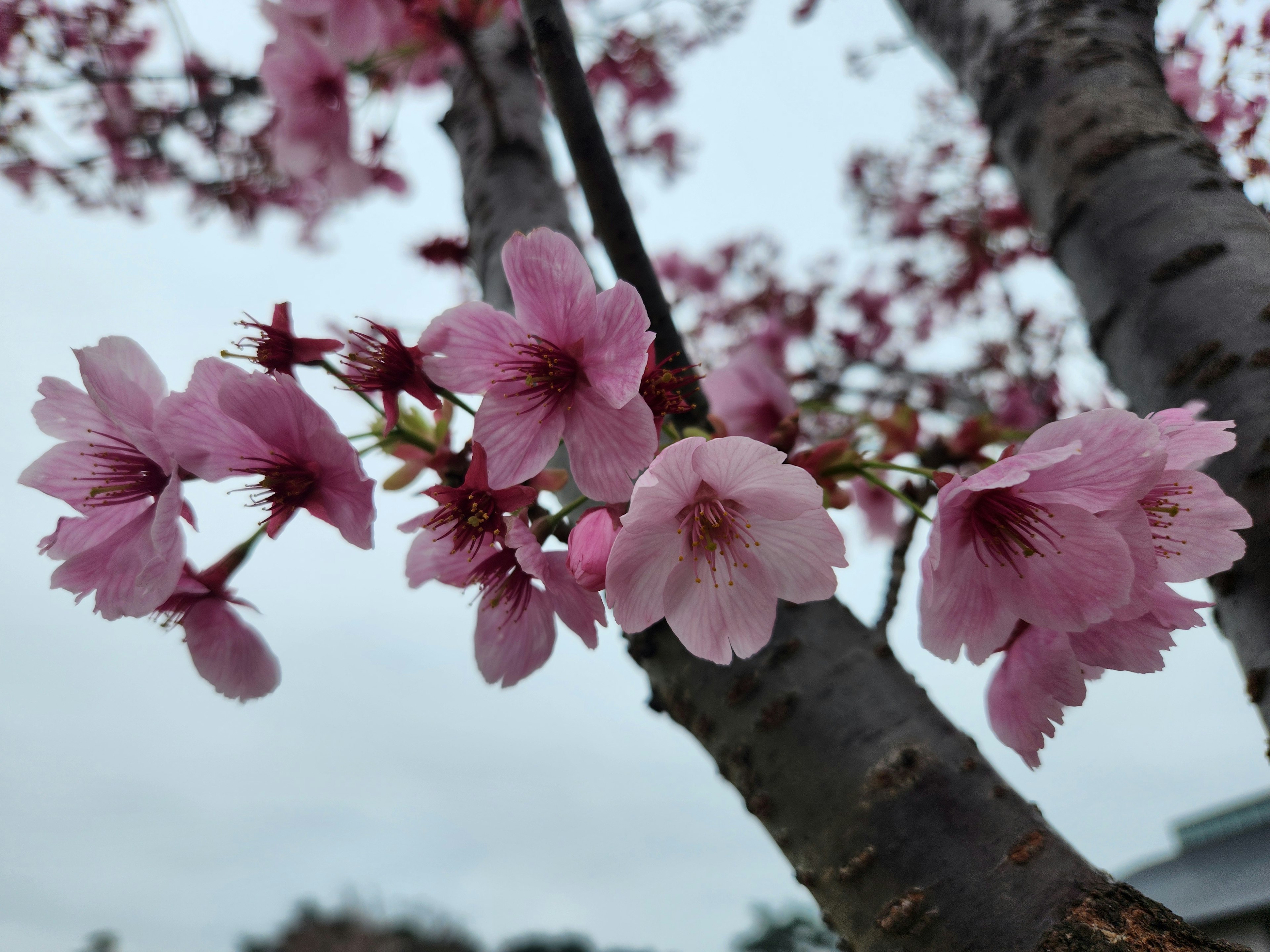 Gros plan sur des fleurs de cerisier sur une branche