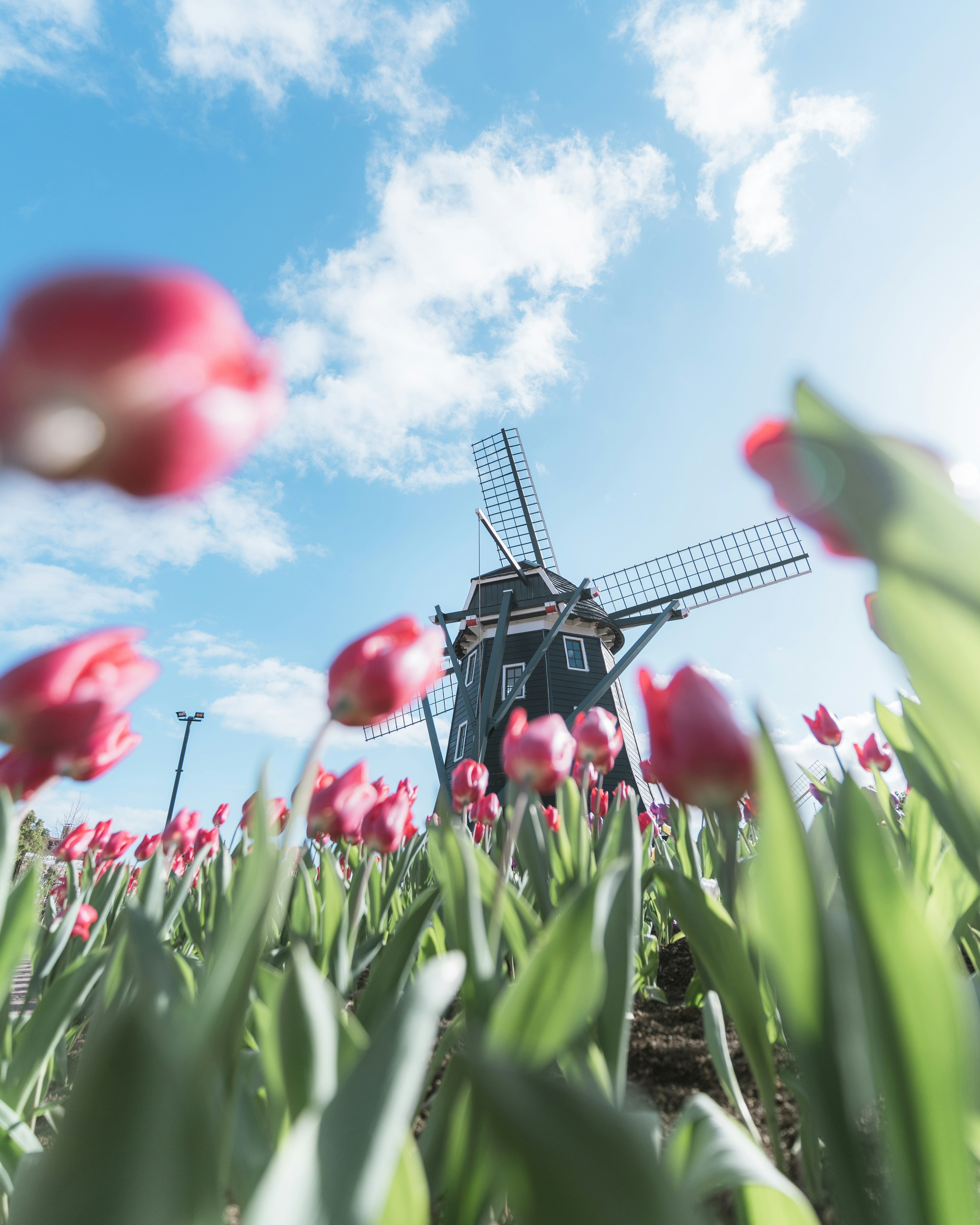 Una scena pittoresca di un mulino a vento circondato da tulipani rosa sotto un cielo blu