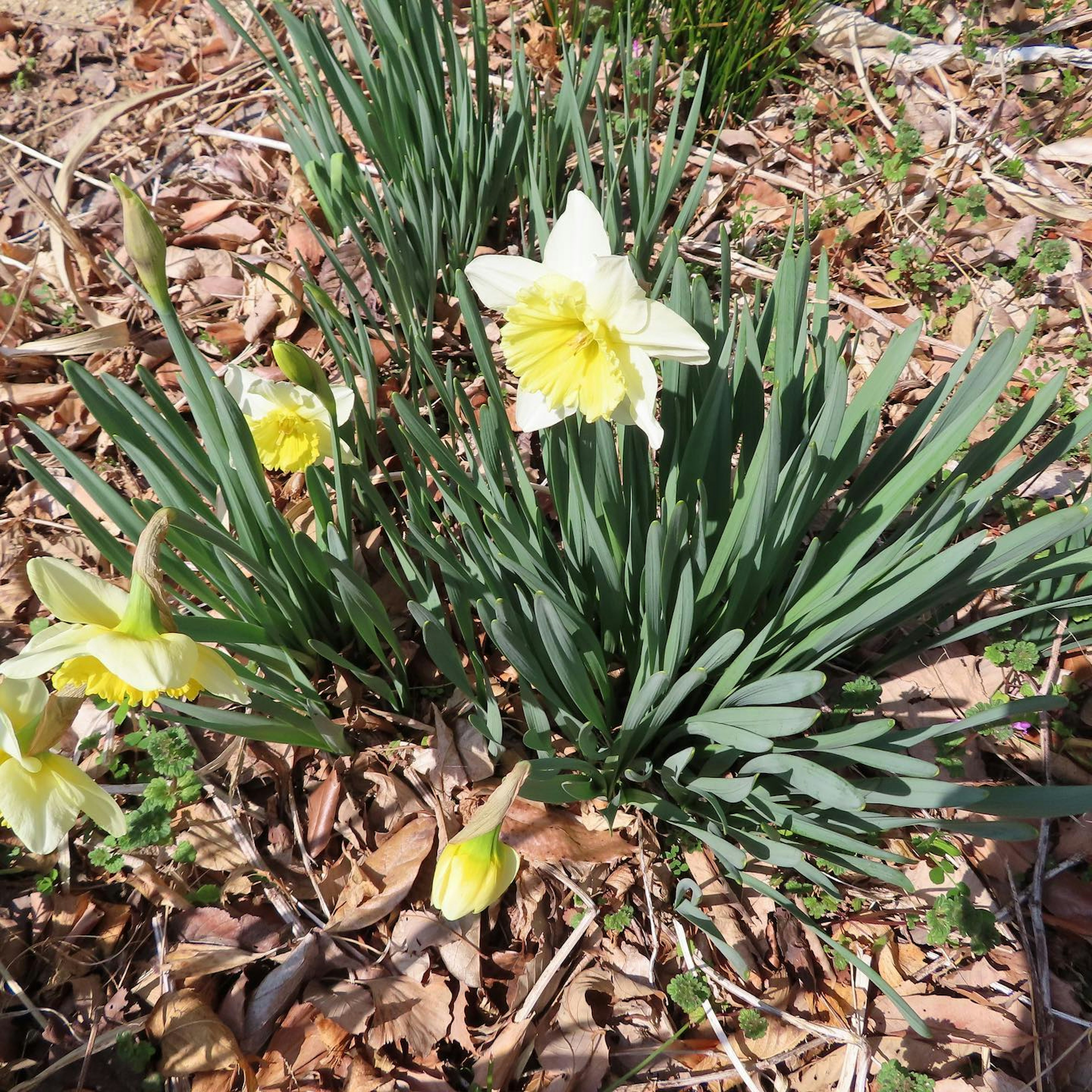 黄色い水仙の花が咲いている緑の葉の茂み