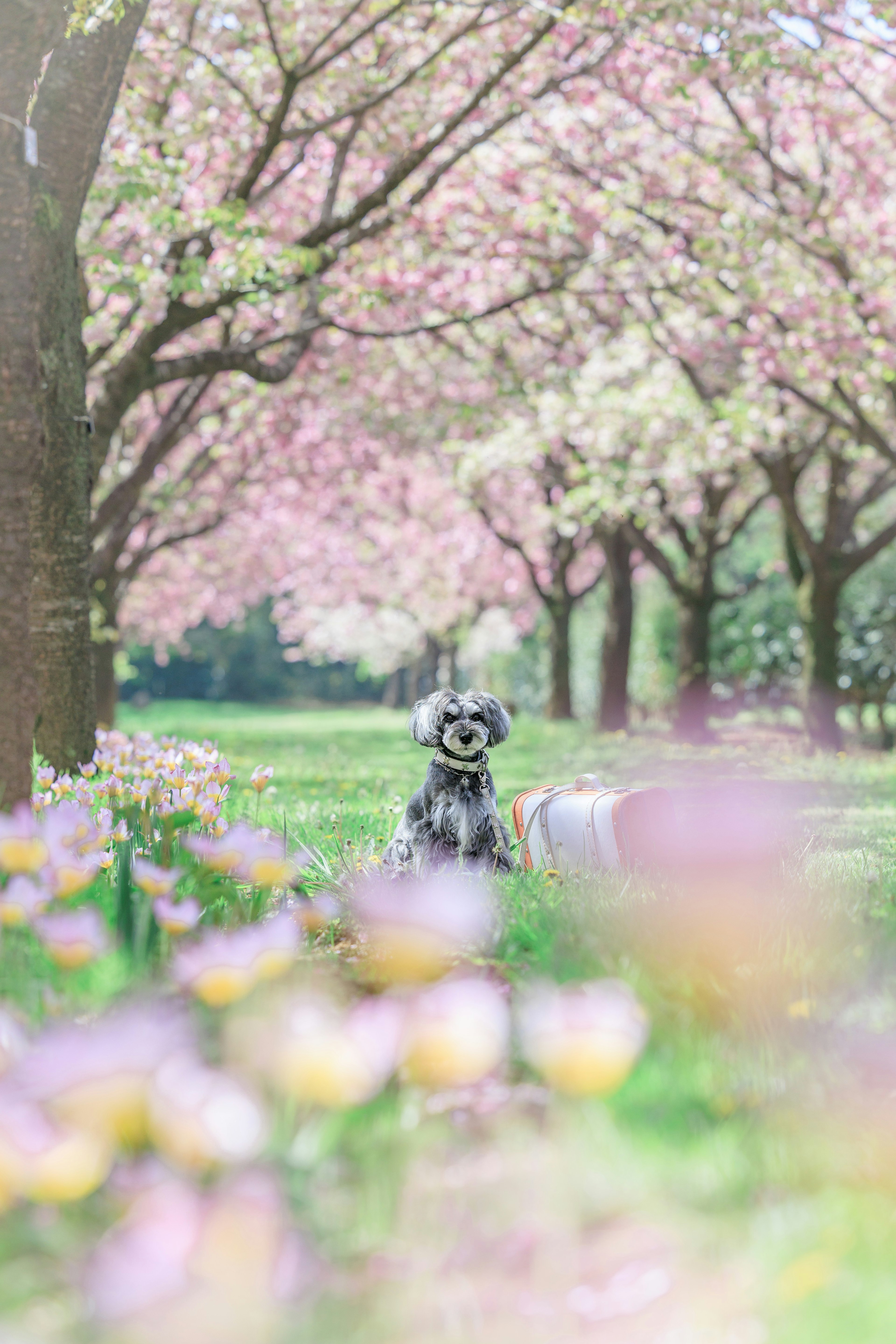 Un cane seduto tra alberi di ciliegio in un paesaggio primaverile