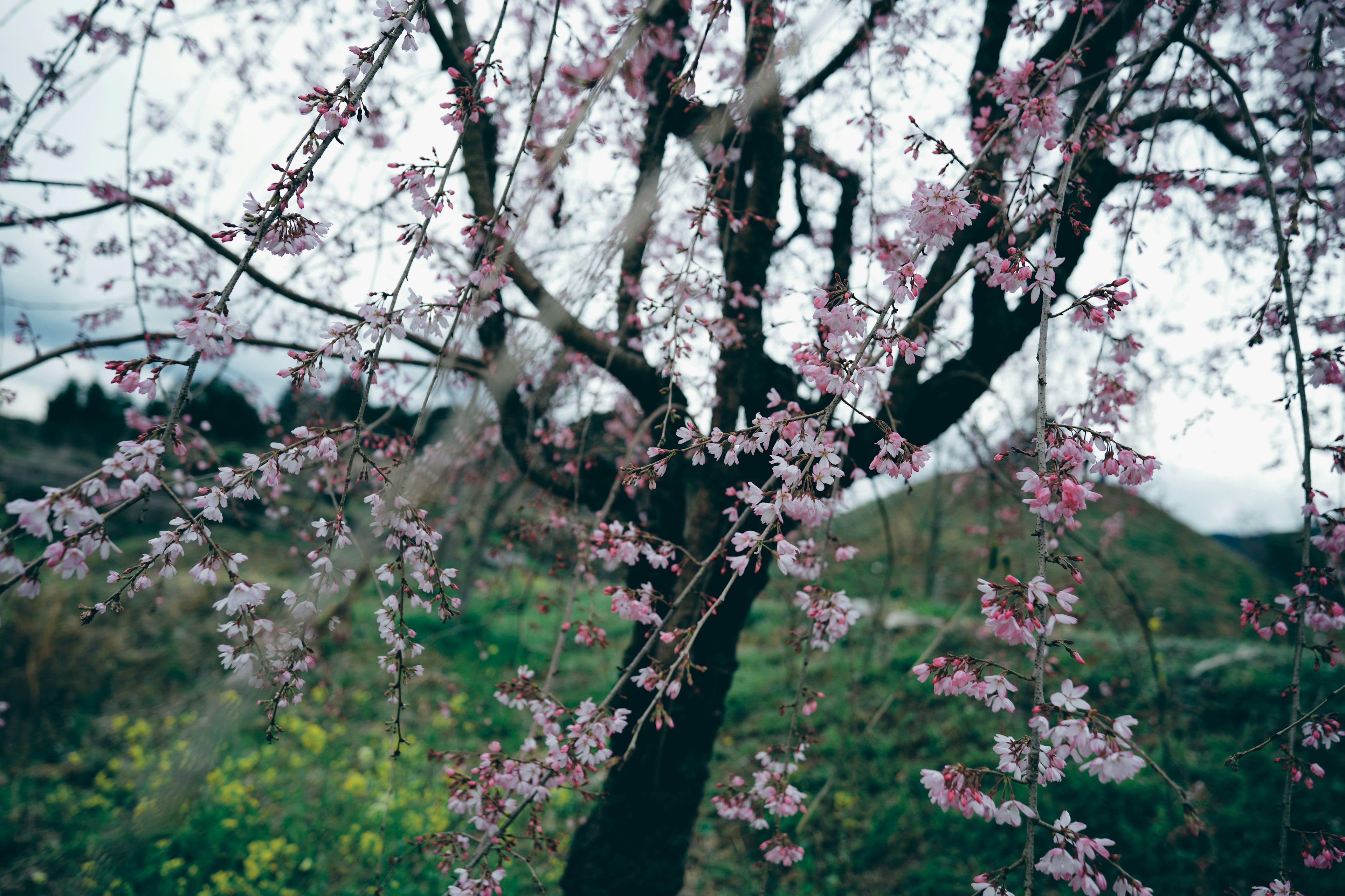 桜の木とピンクの花が咲いている景色