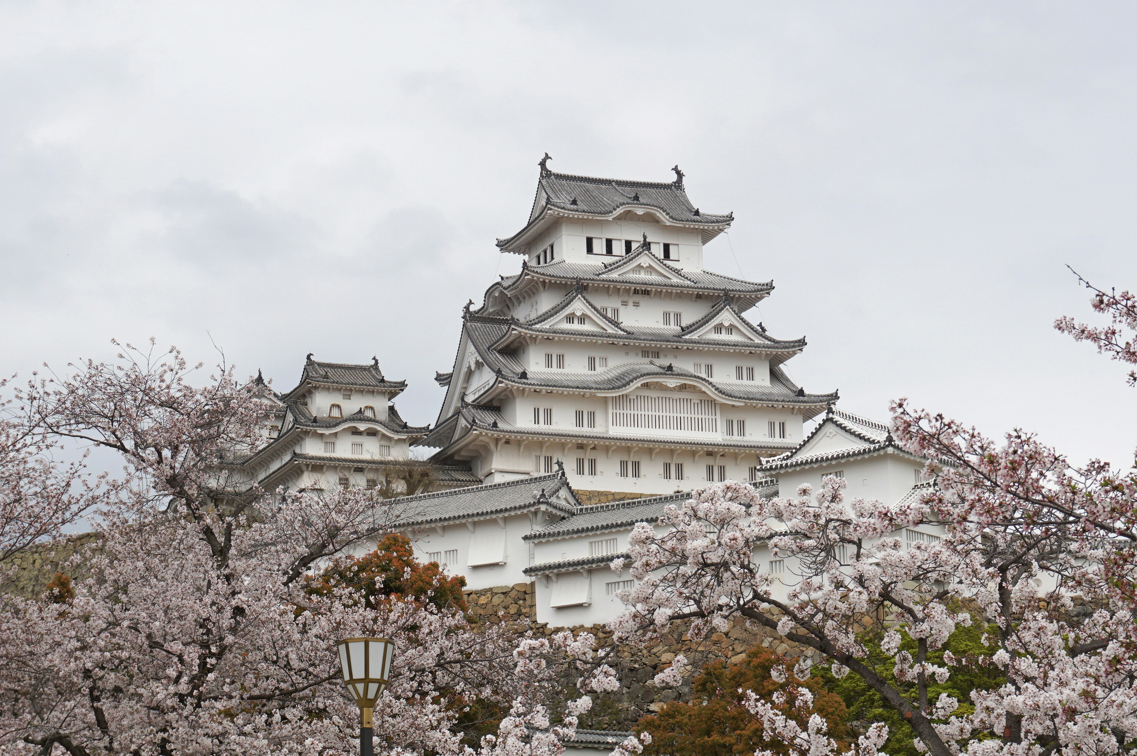 Pemandangan indah Kastil Himeji dikelilingi oleh bunga sakura