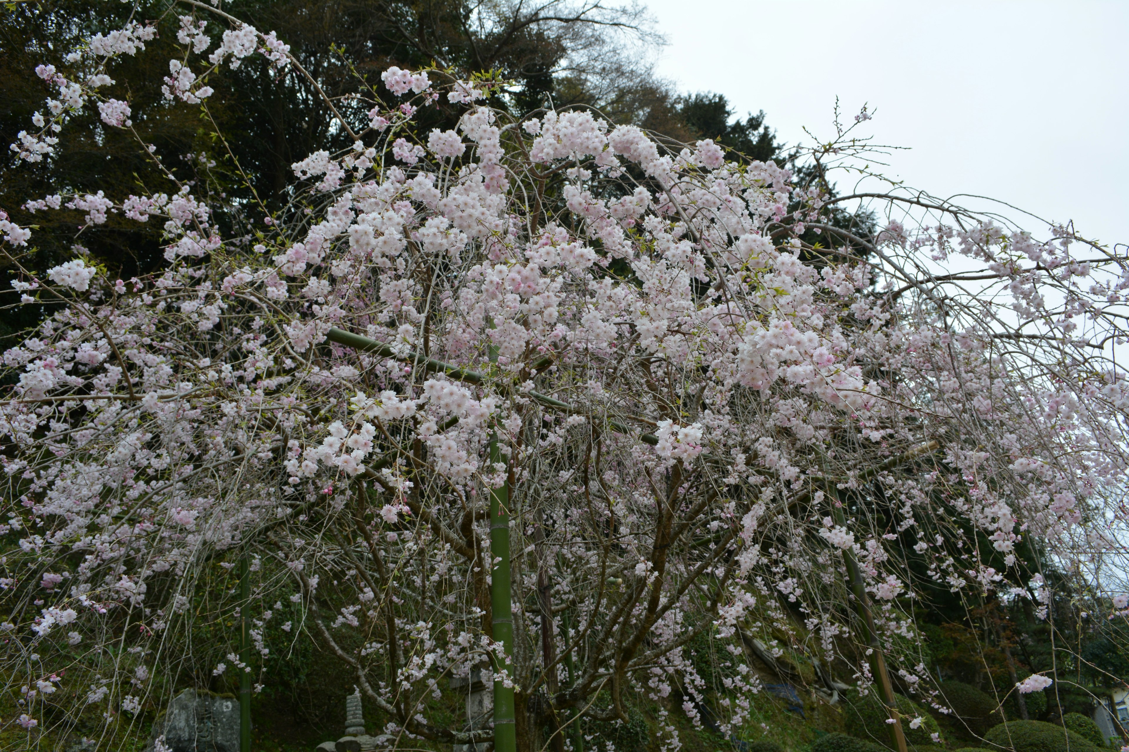 Weeping Cherrybaum mit zarten rosa Blüten