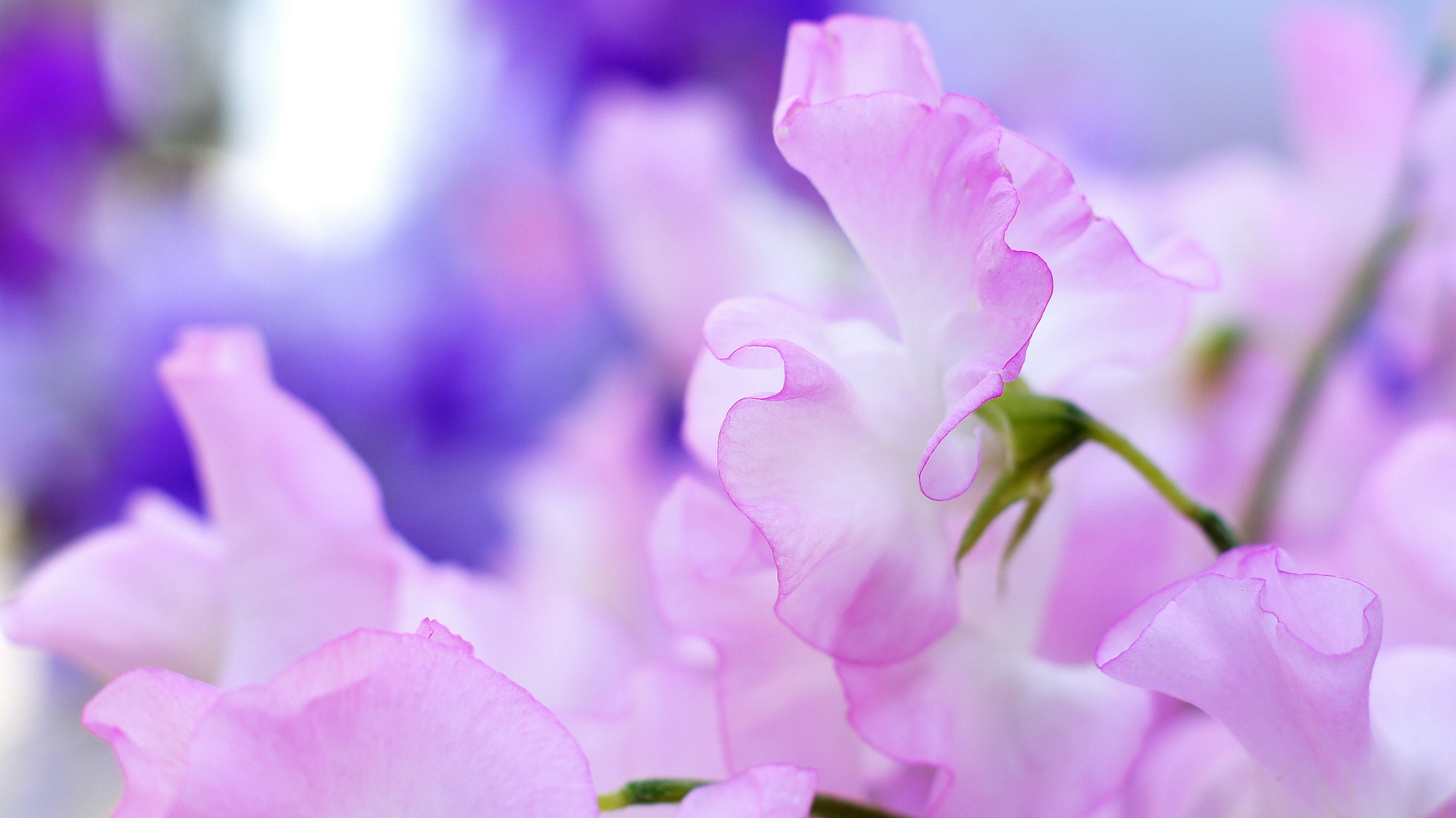 Raggruppamento di fiori rosa delicati con petali morbidi