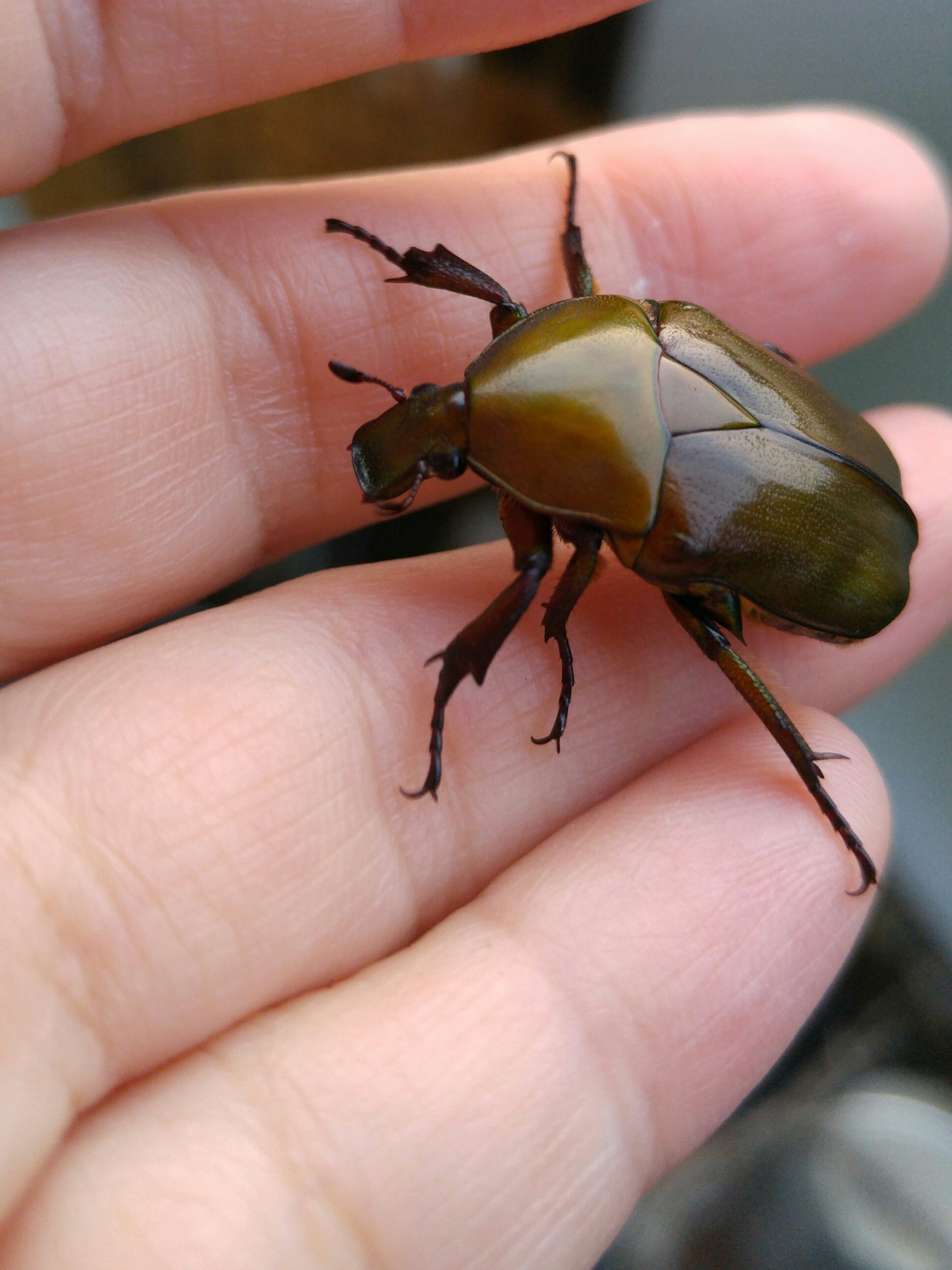 Close-up of a green beetle resting on a palm