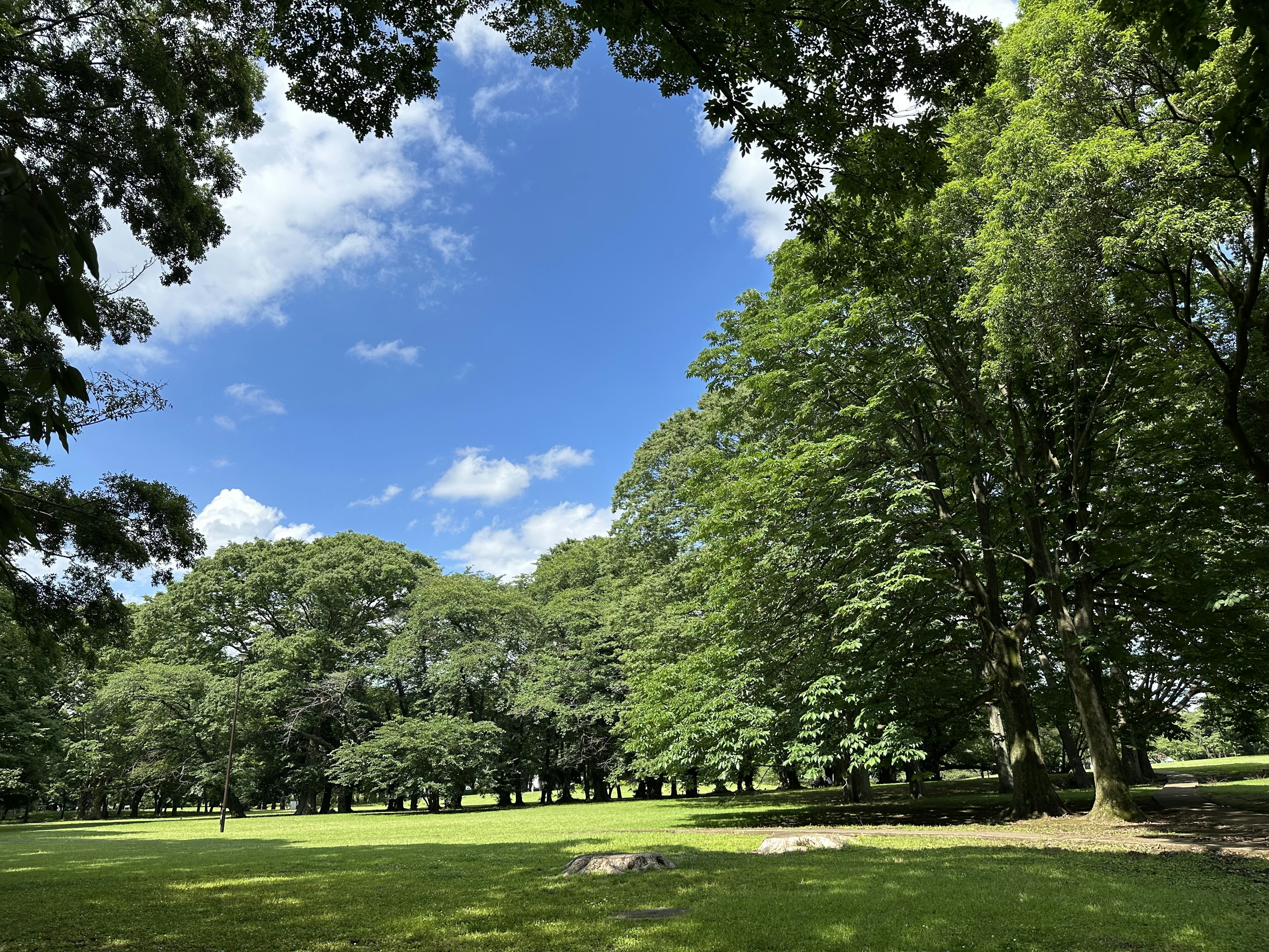 Paisaje de parque con cielo azul y árboles verdes exuberantes