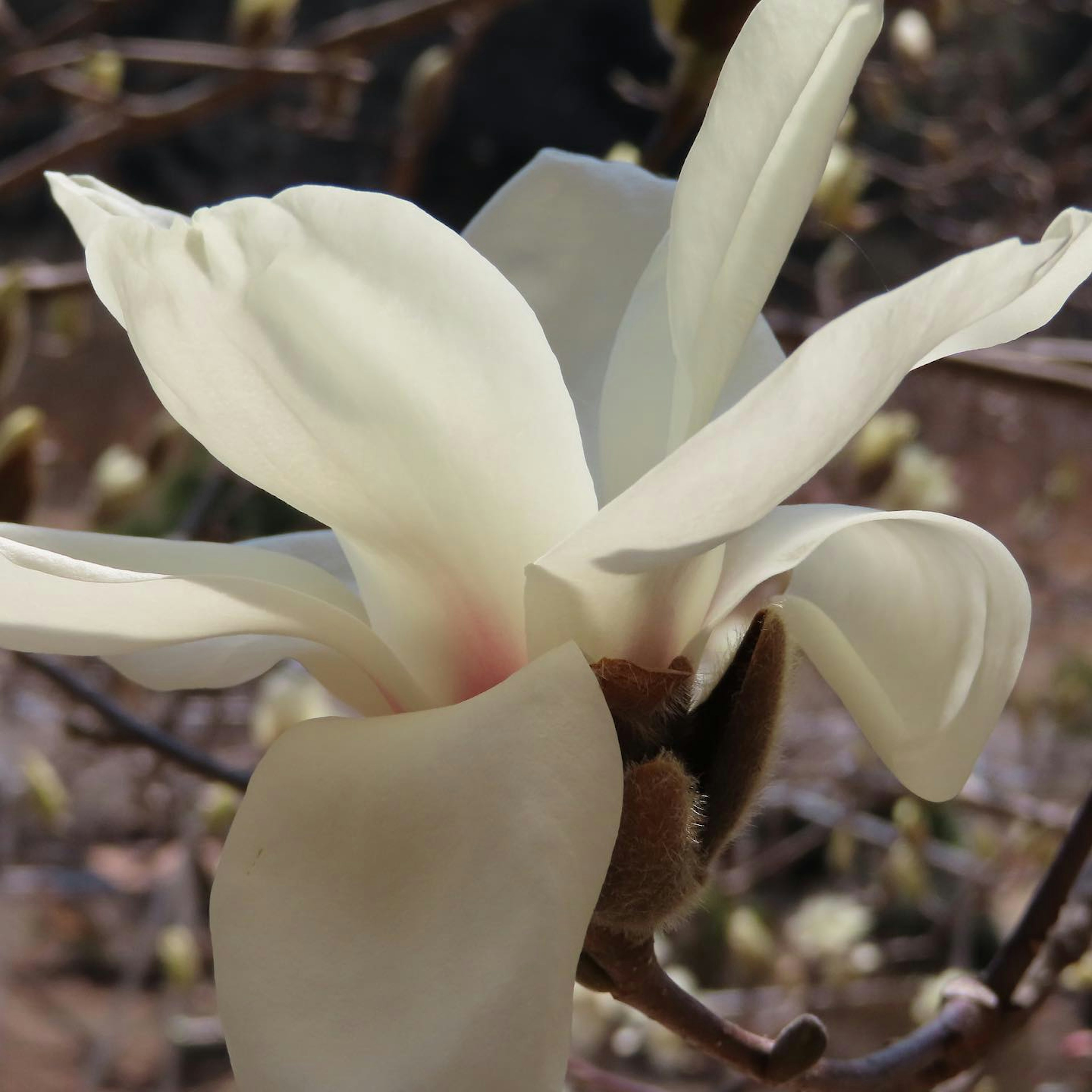 Eine blühende weiße Magnolienblüte mit zarten Blütenblättern