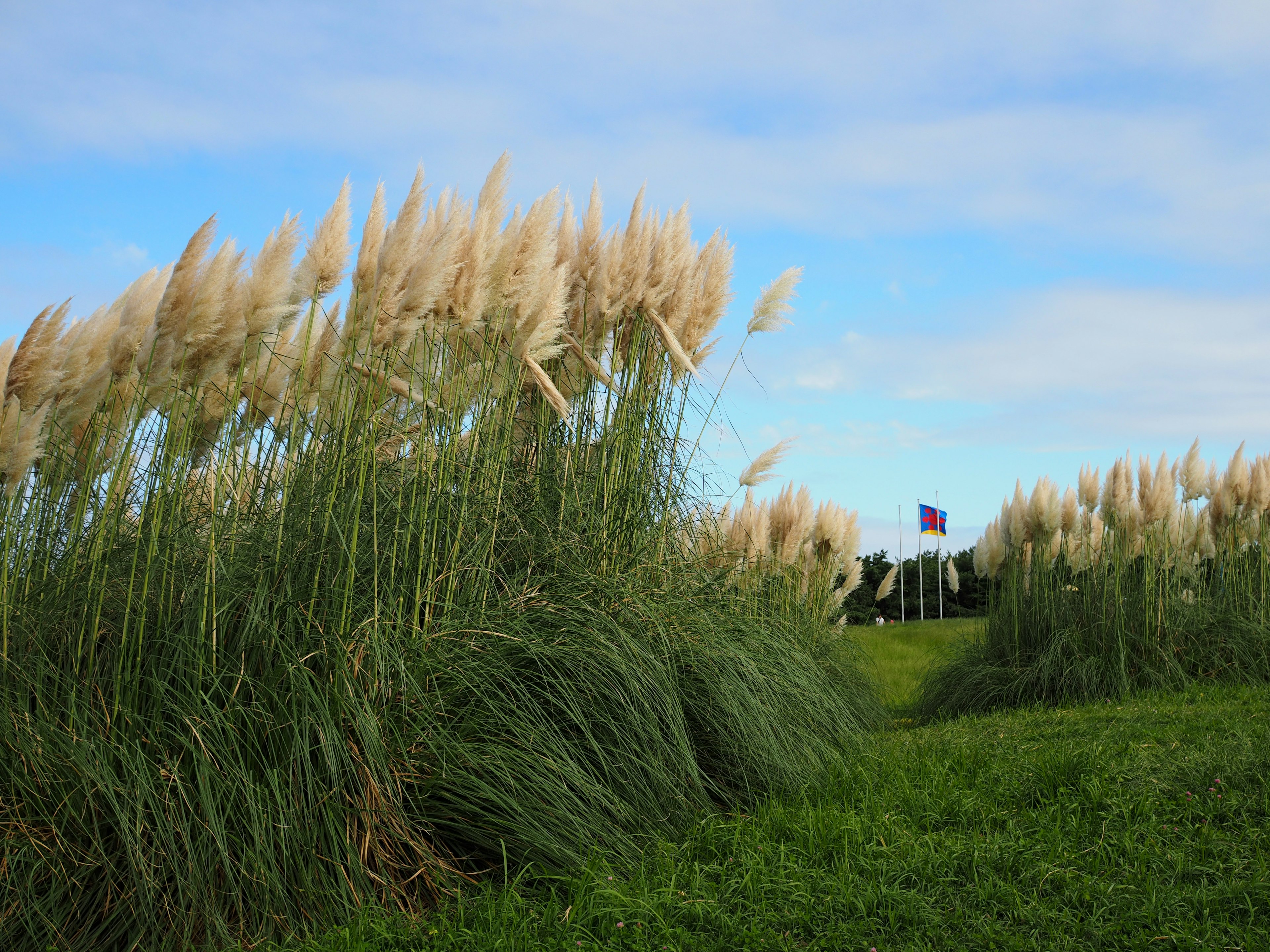 Erba di pampas che ondeggia nel vento con uno sfondo di cielo azzurro