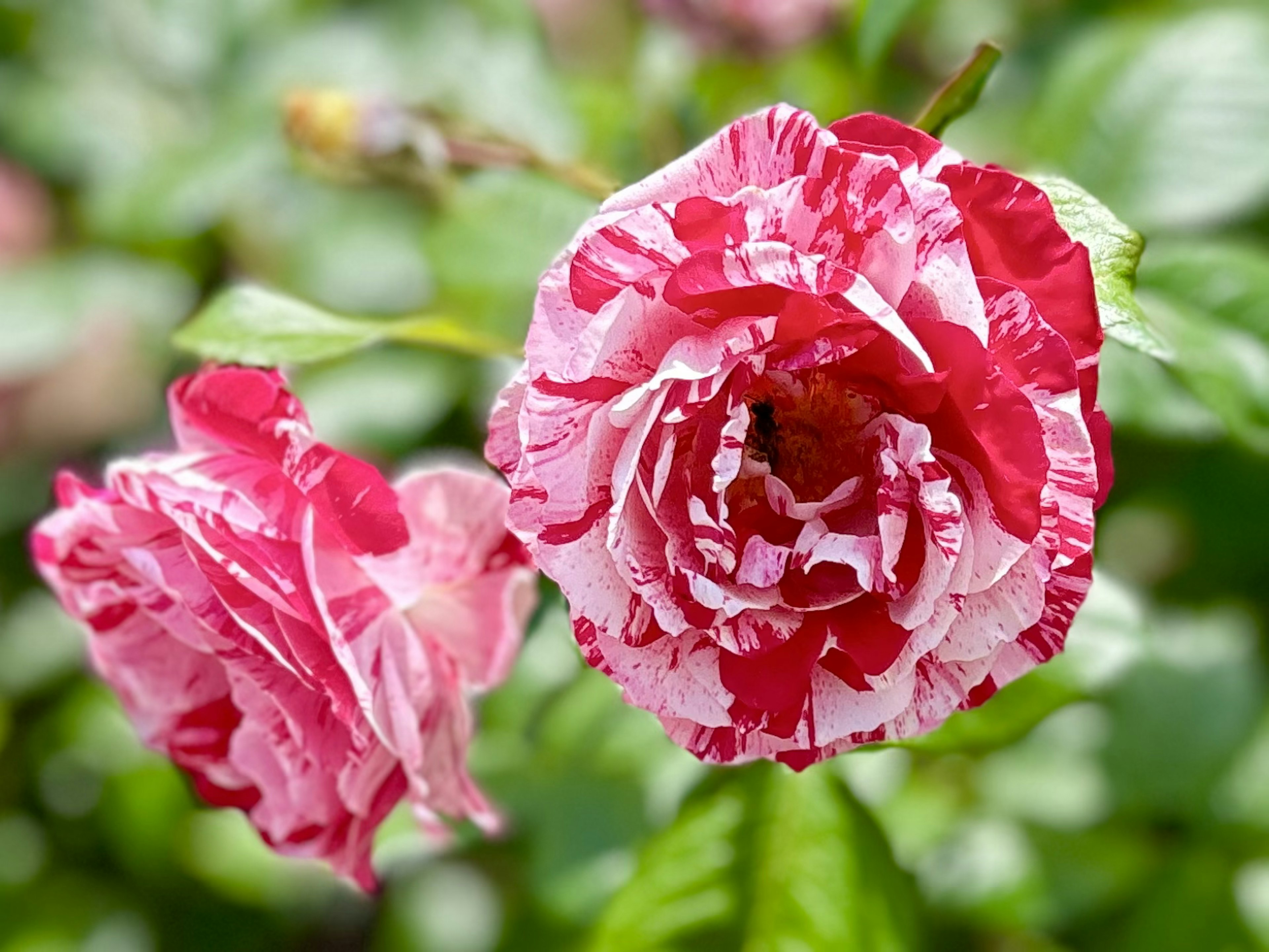 赤と白のストライプ模様のバラの花が咲いている