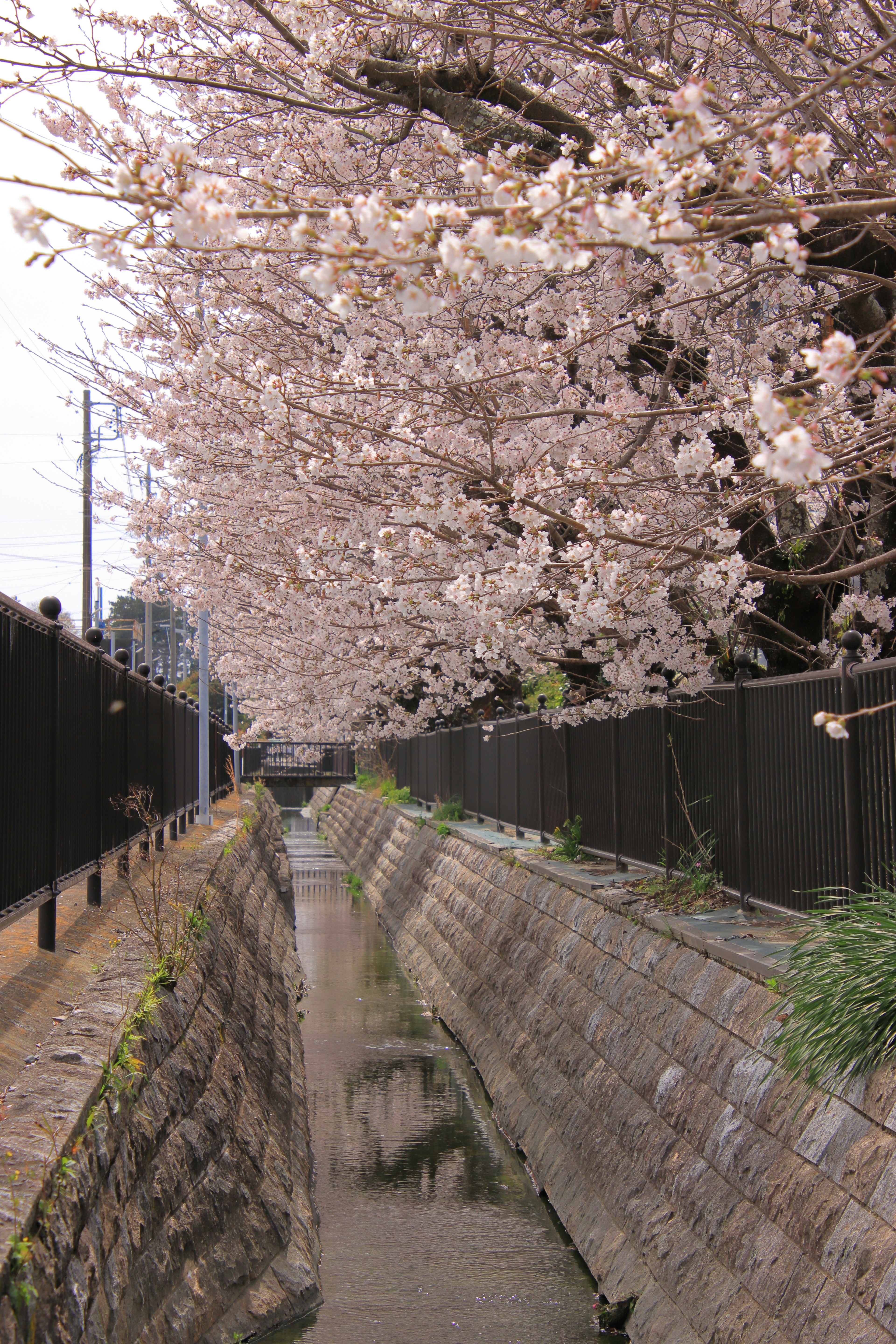 Scenic view of cherry blossoms along a canal