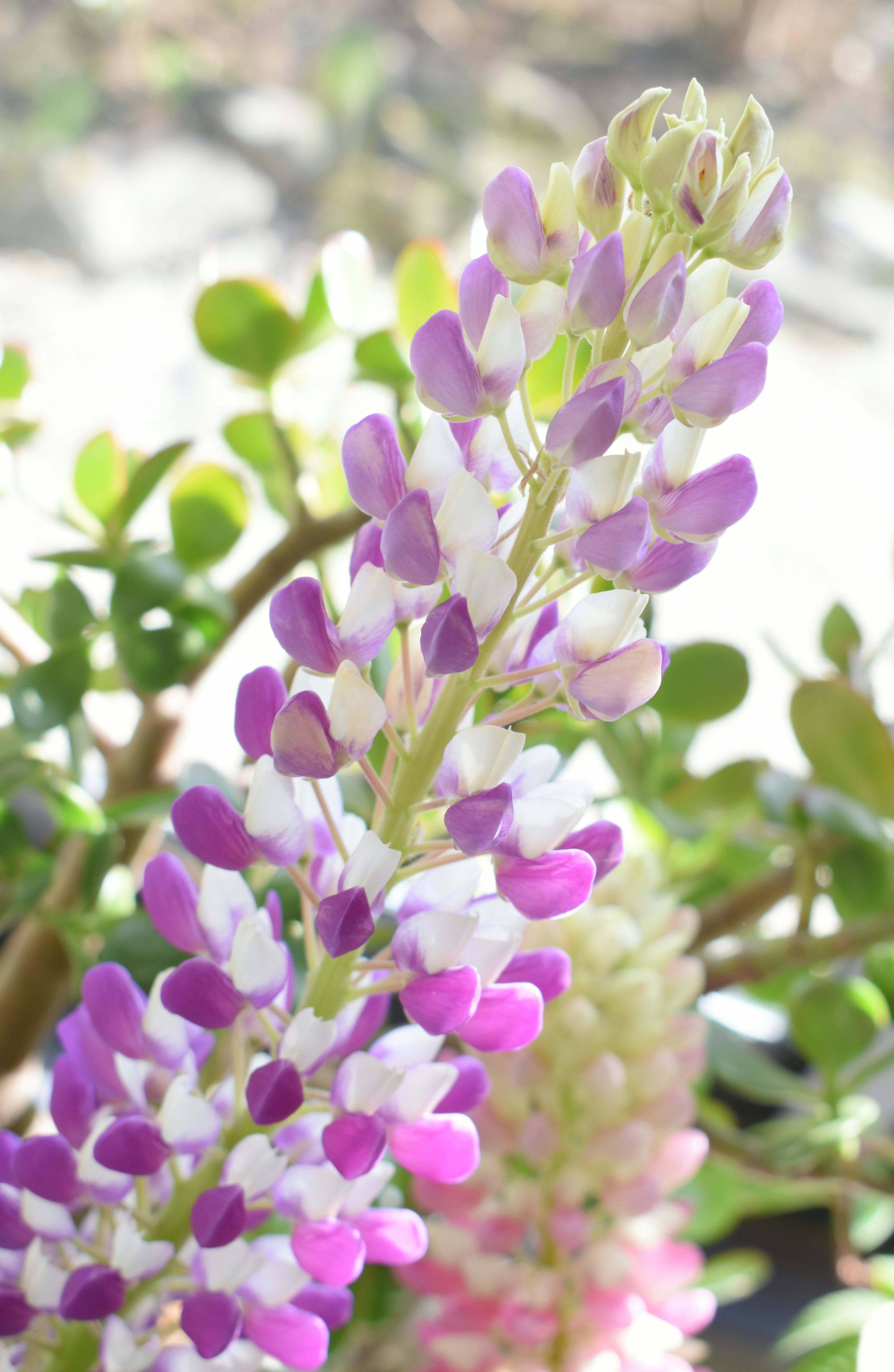 Hermosa flor de lupino en tonos de púrpura y blanco