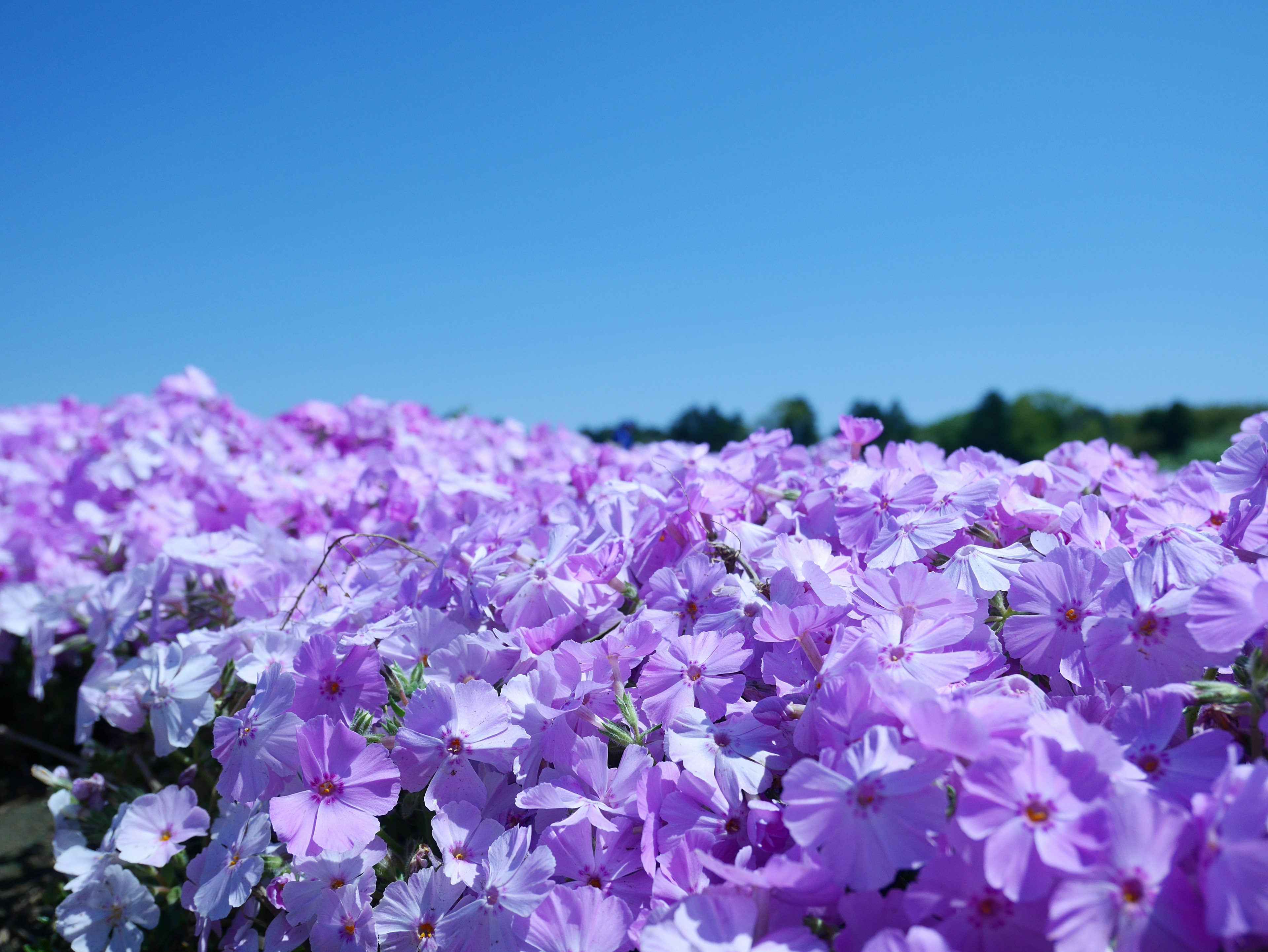 Un campo de flores moradas bajo un cielo azul claro