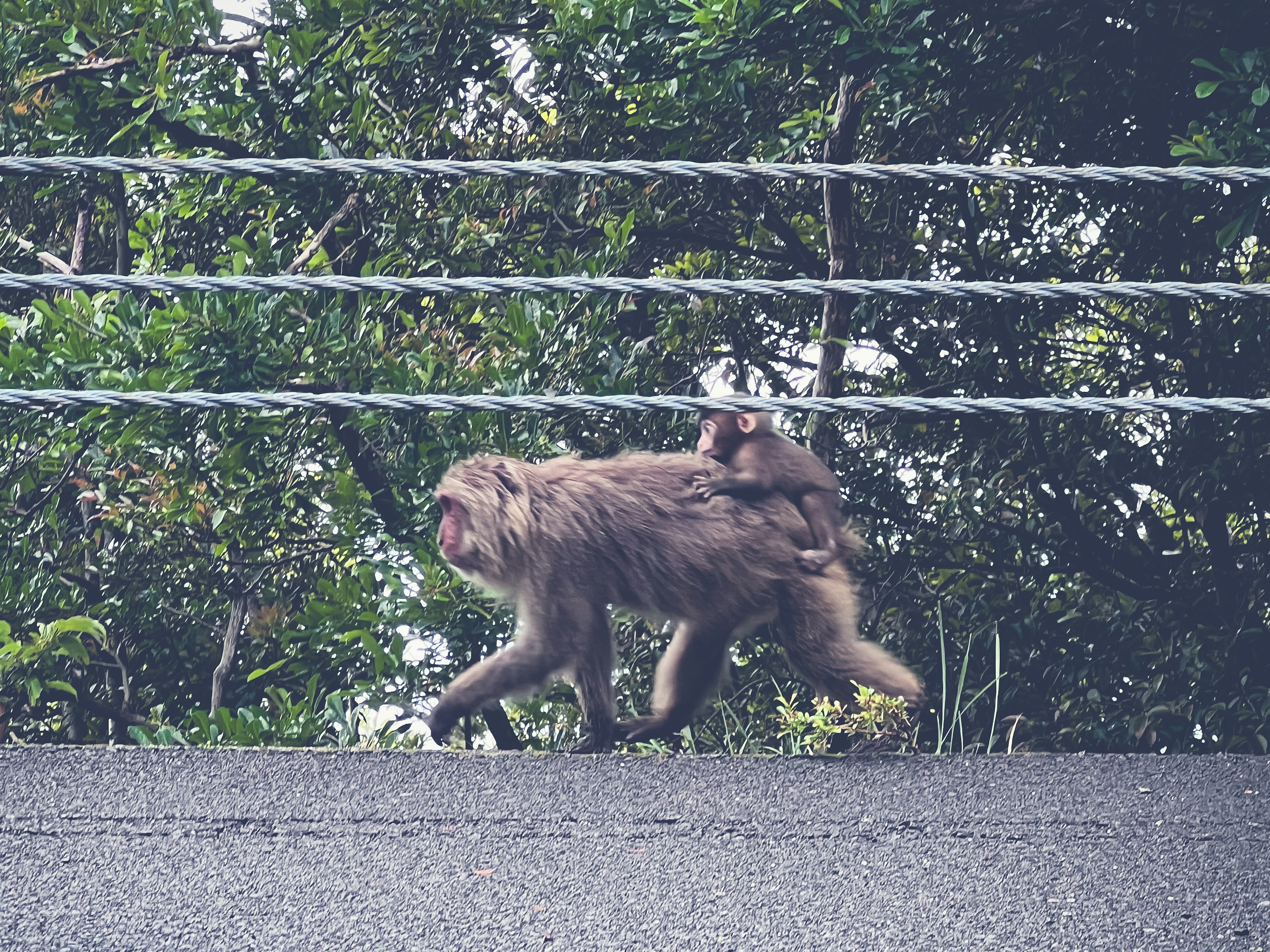 Ein Affe, der ein Baby auf dem Rücken trägt, geht einen Weg entlang