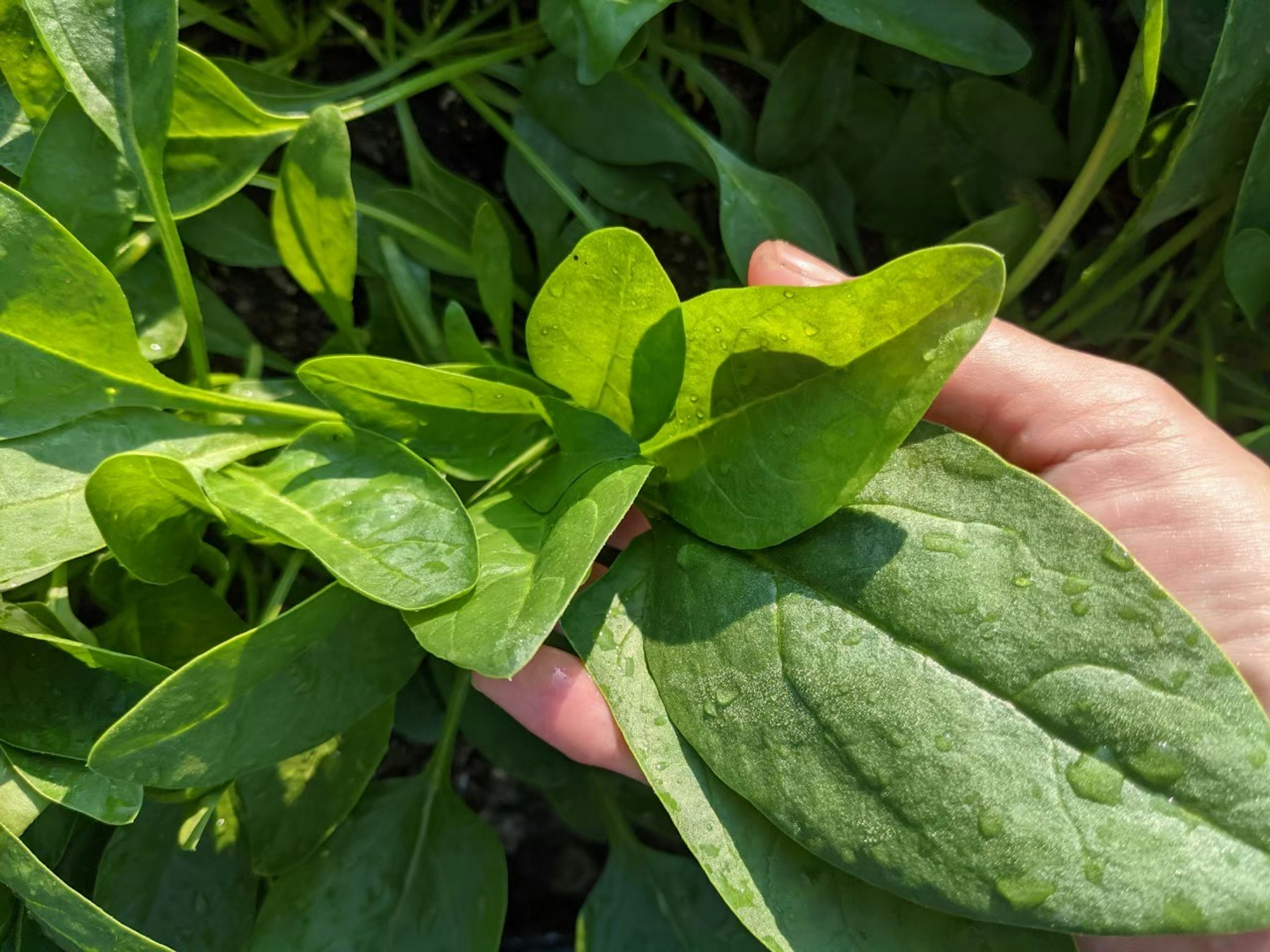 Daun bayam segar dipegang di tangan dengan latar belakang hijau