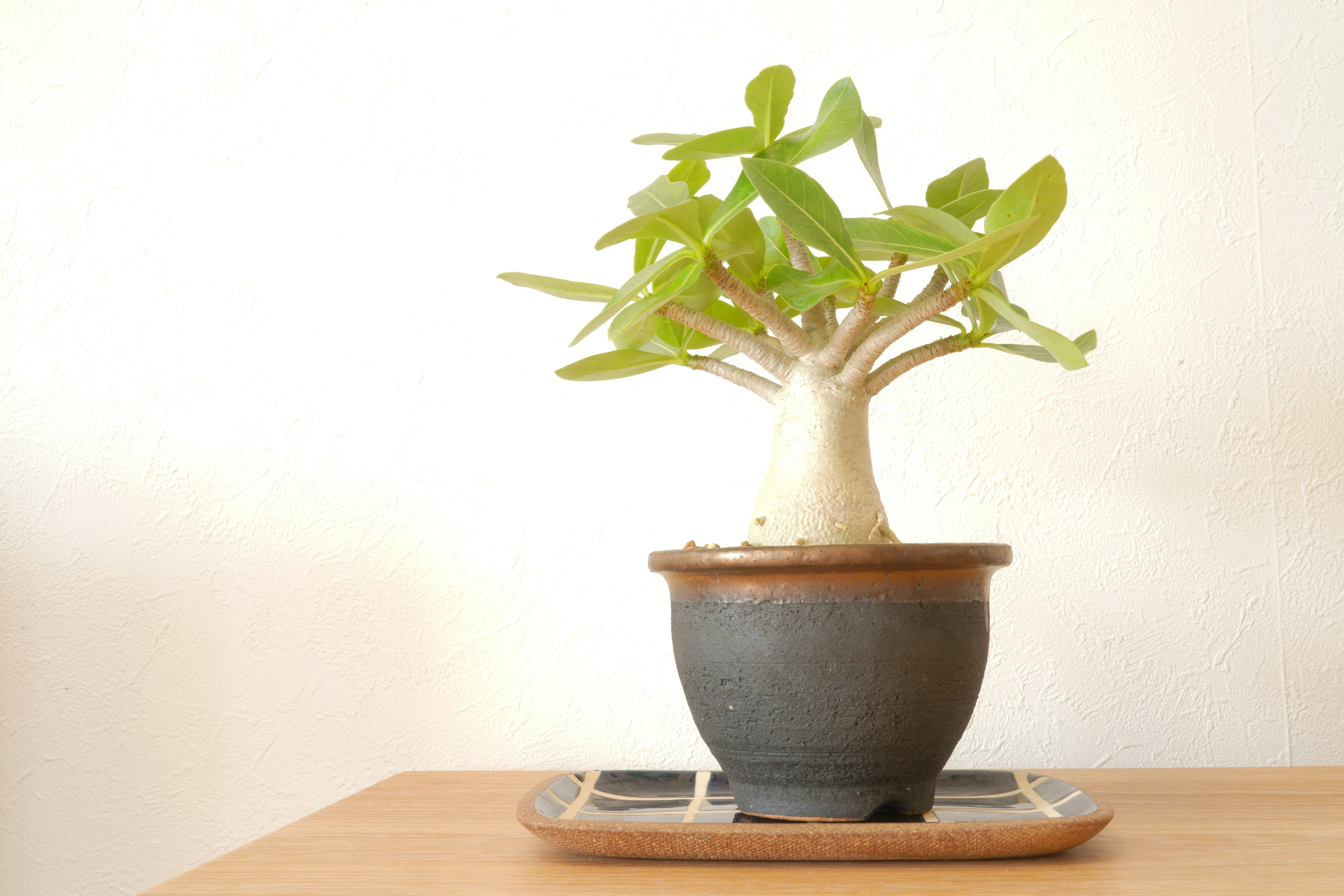 A potted plant with vibrant green leaves on a wooden table