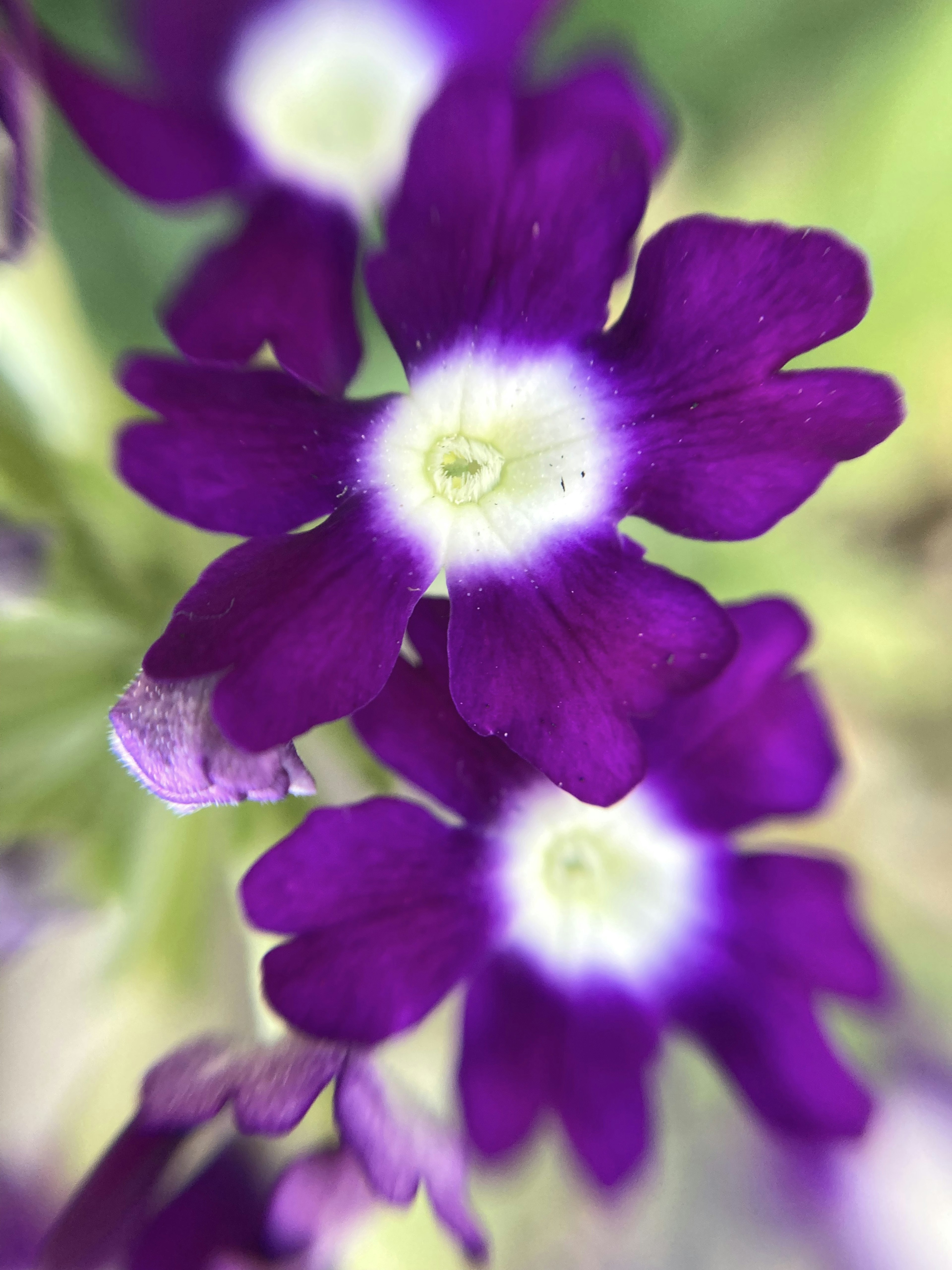 Primo piano di fiori viola con centri bianchi