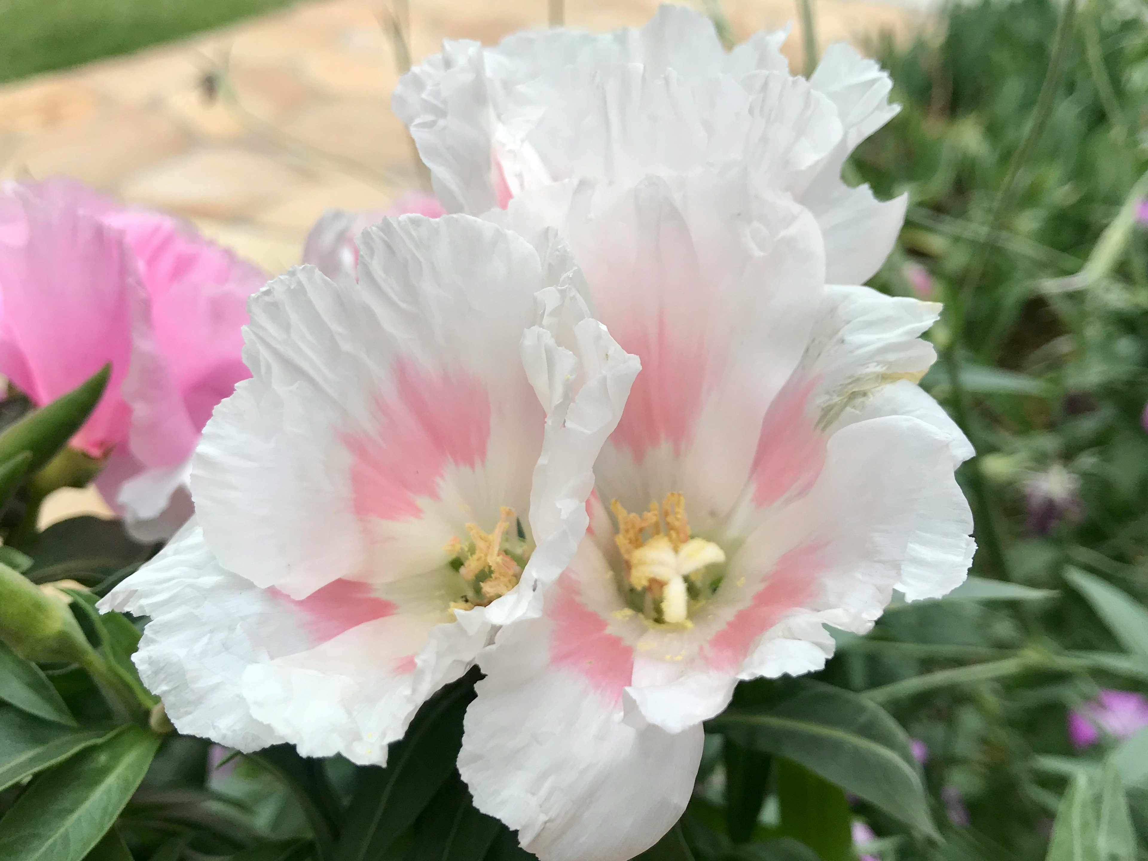 美麗的花朵綻放，花瓣為白色和粉色