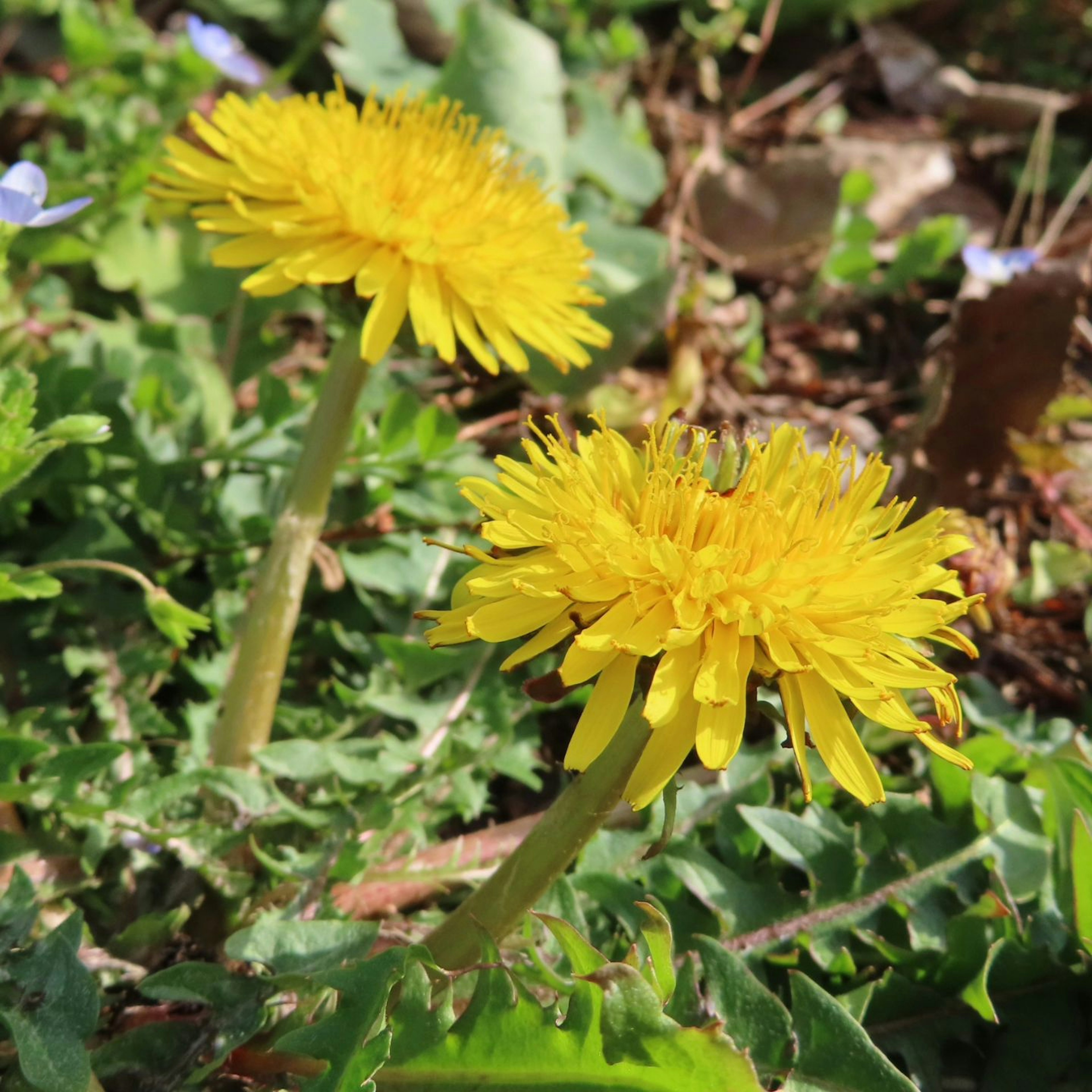 Two yellow dandelion flowers blooming among green leaves