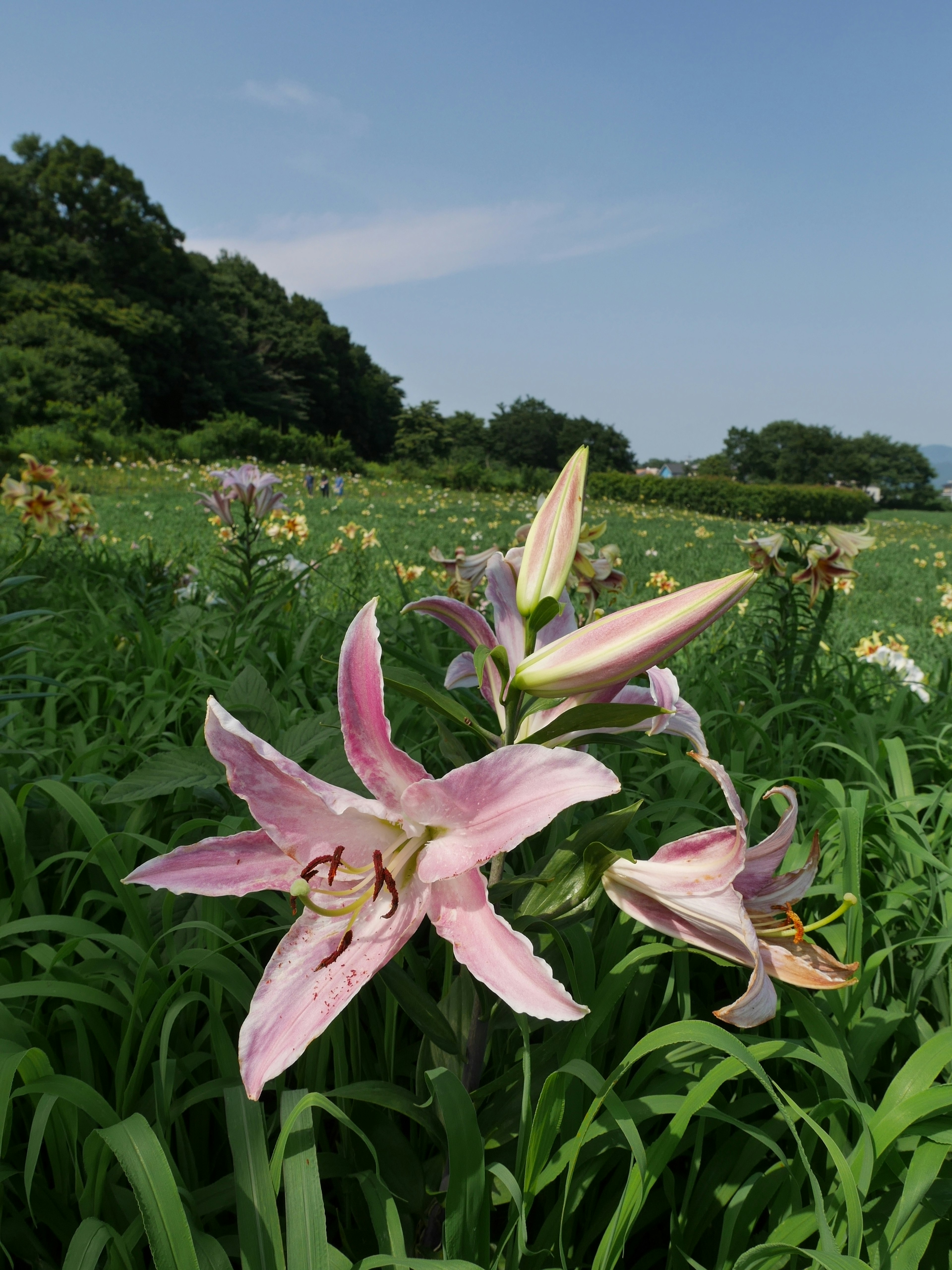 Pink lilies blooming in a grassy field