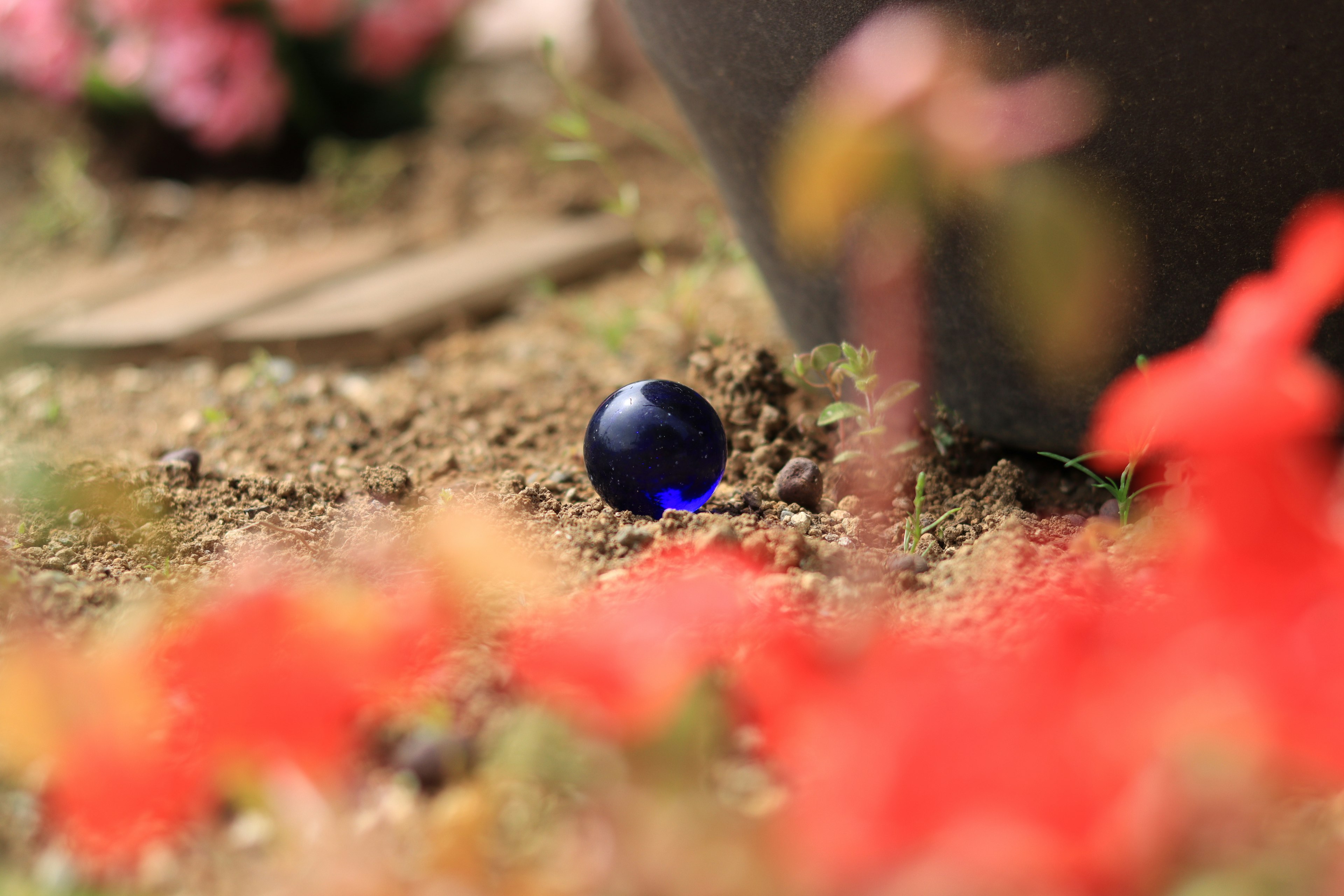 A blue glass orb resting in the soil surrounded by red flowers