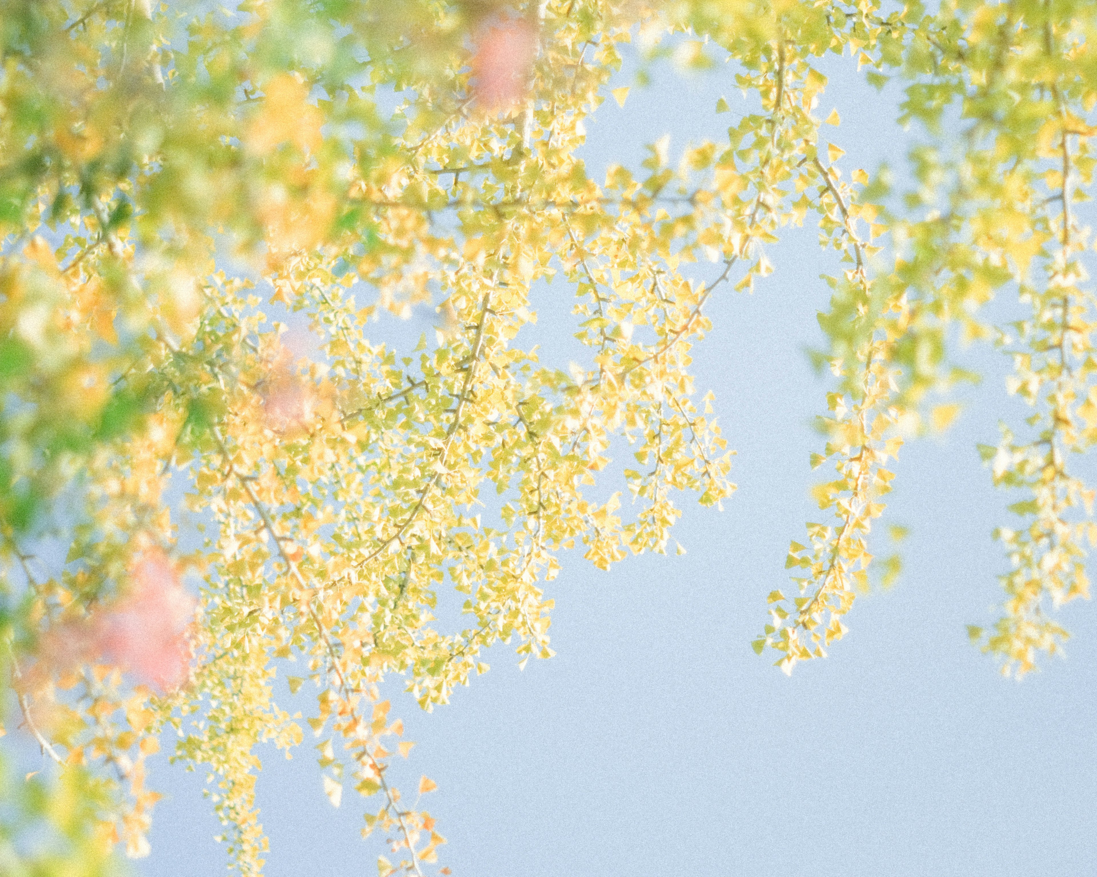 柔らかい黄色の花と青空が見える枝