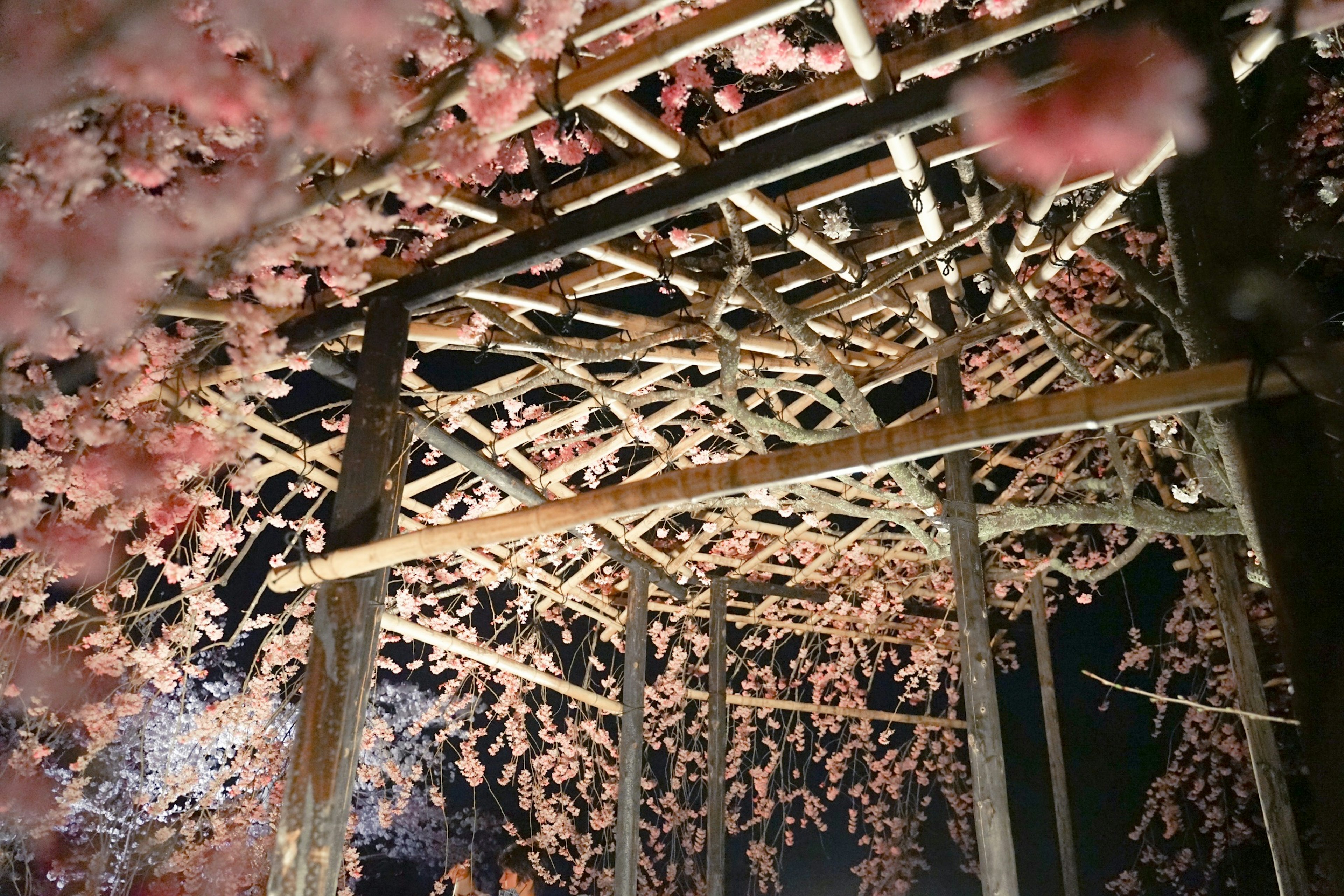 View from beneath a bamboo structure adorned with cherry blossoms at night