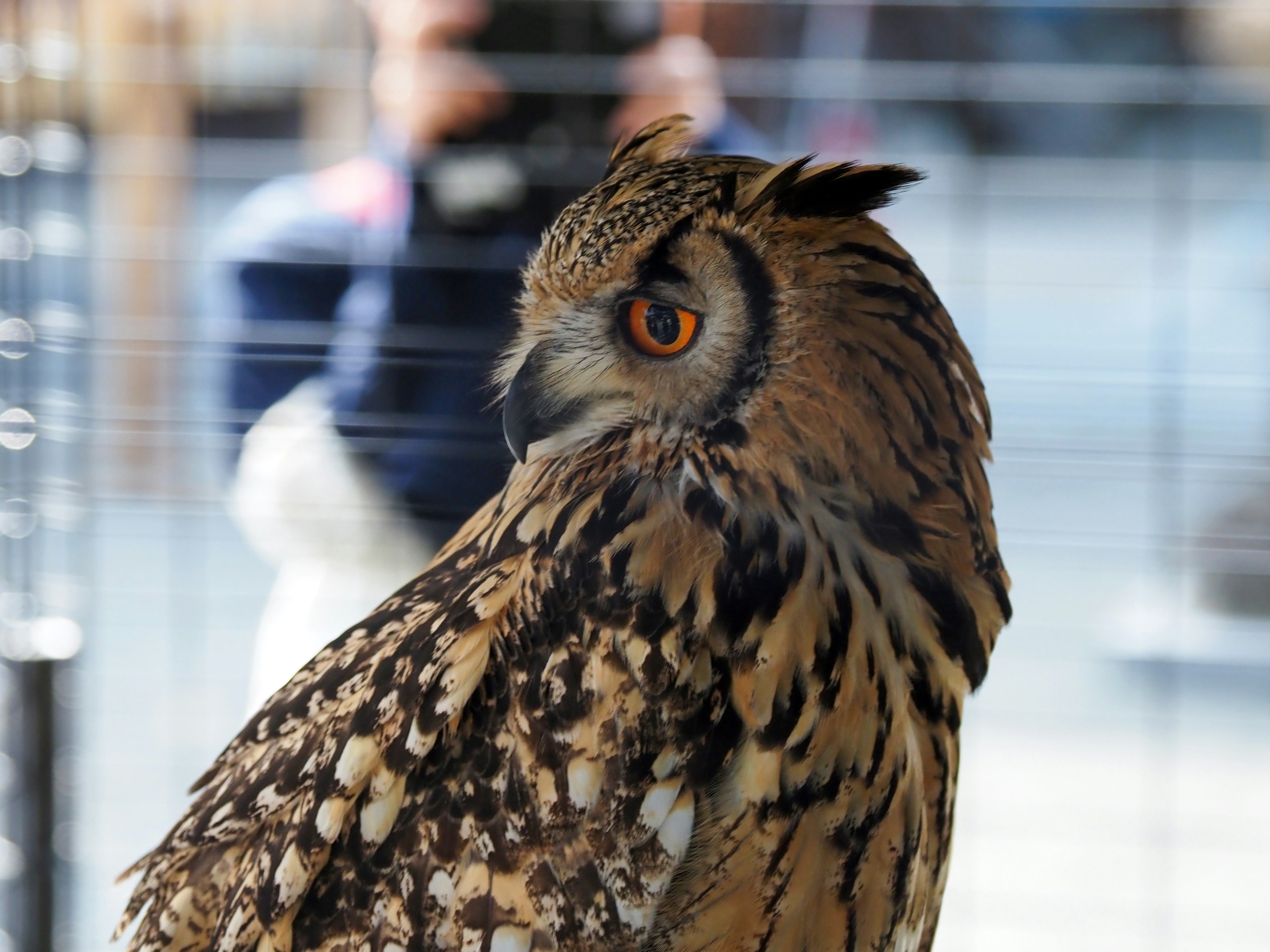 A beautiful owl facing sideways with striking orange eyes and intricate feather patterns