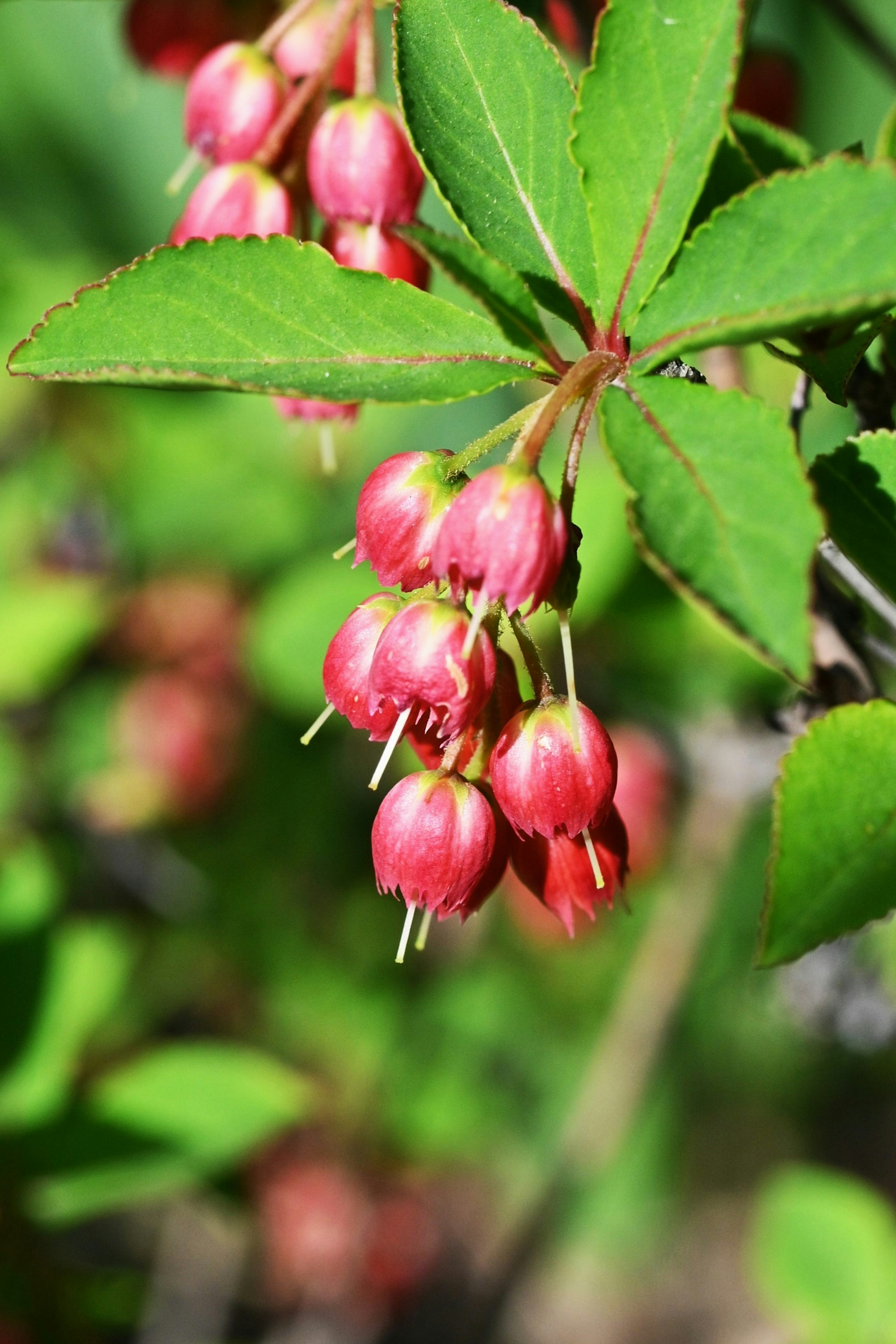 Cluster of red berries hanging among green leaves