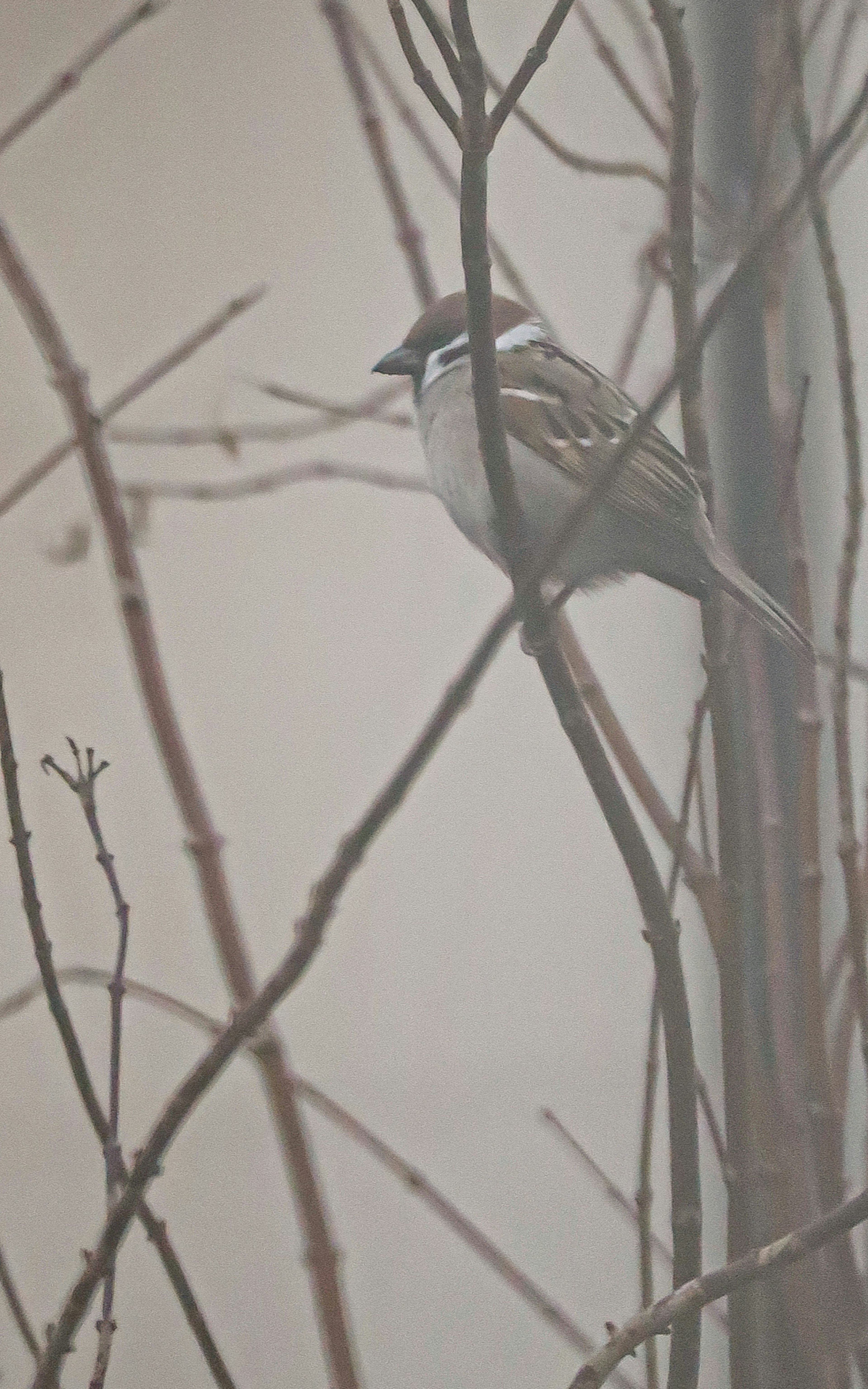 Un petit oiseau perché sur des branches dans le brouillard