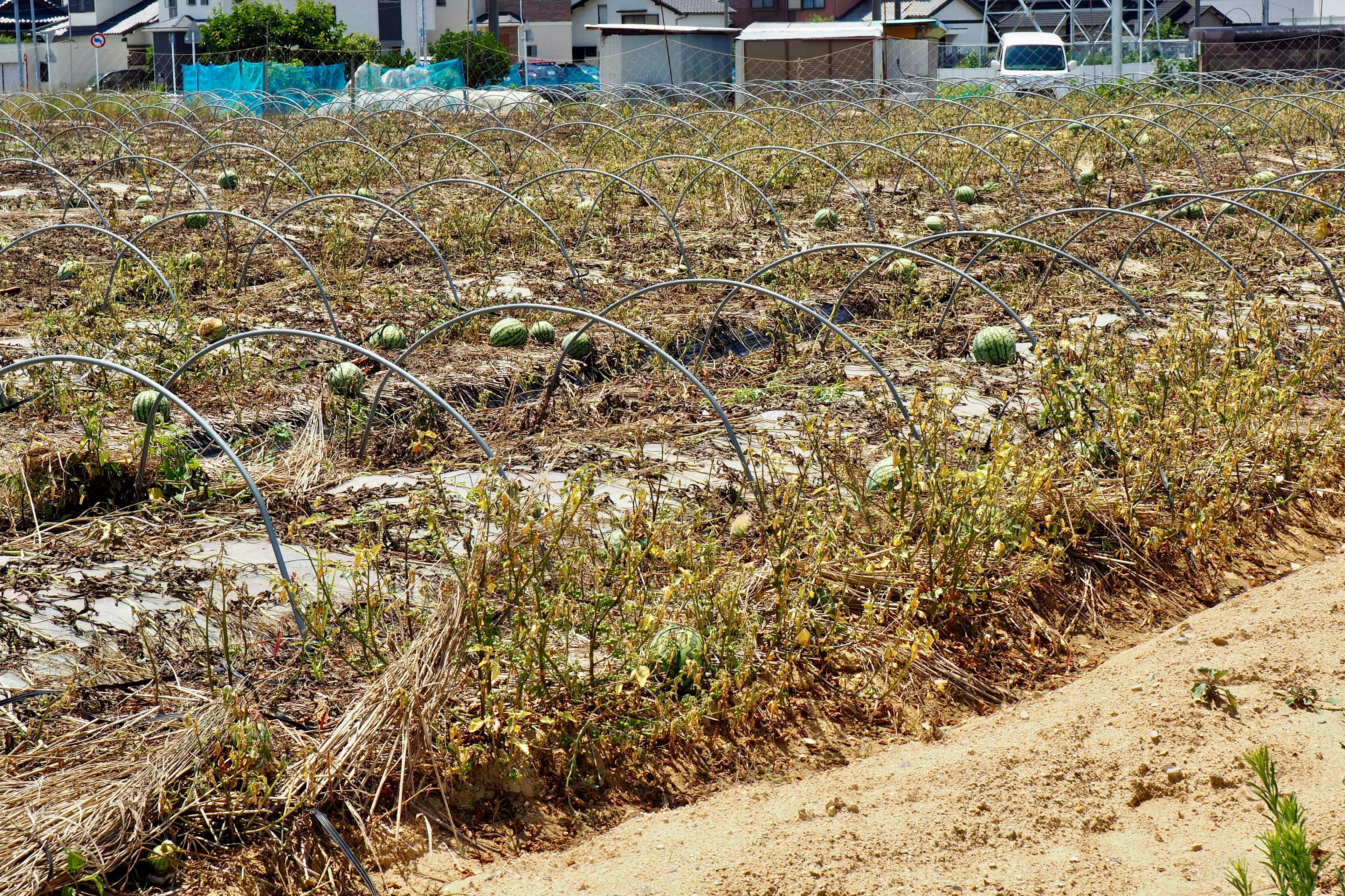 Campo de cultivos secos con algunas verduras visibles y cielo azul